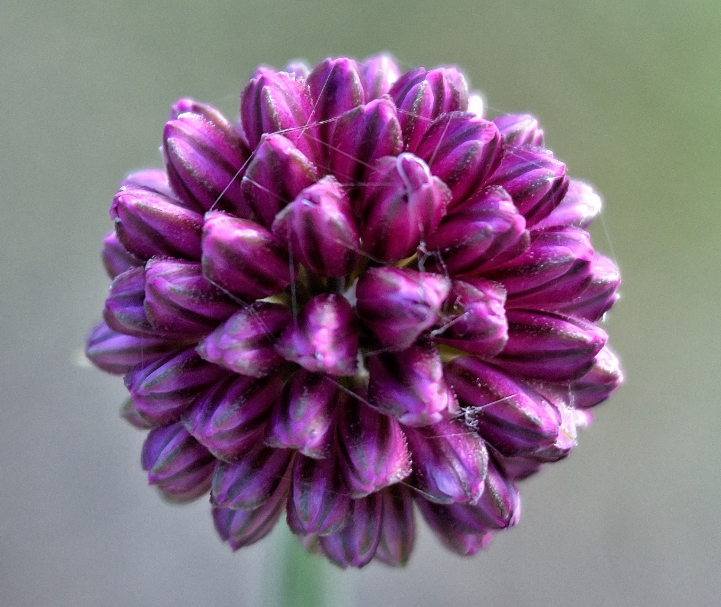 Allium