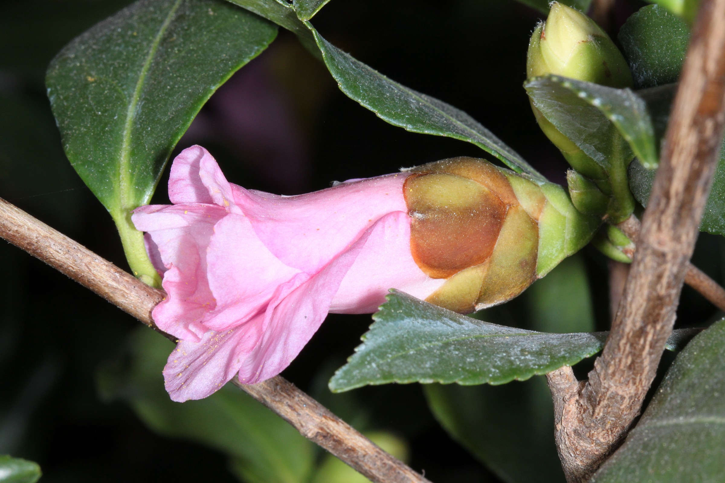 bud camellia