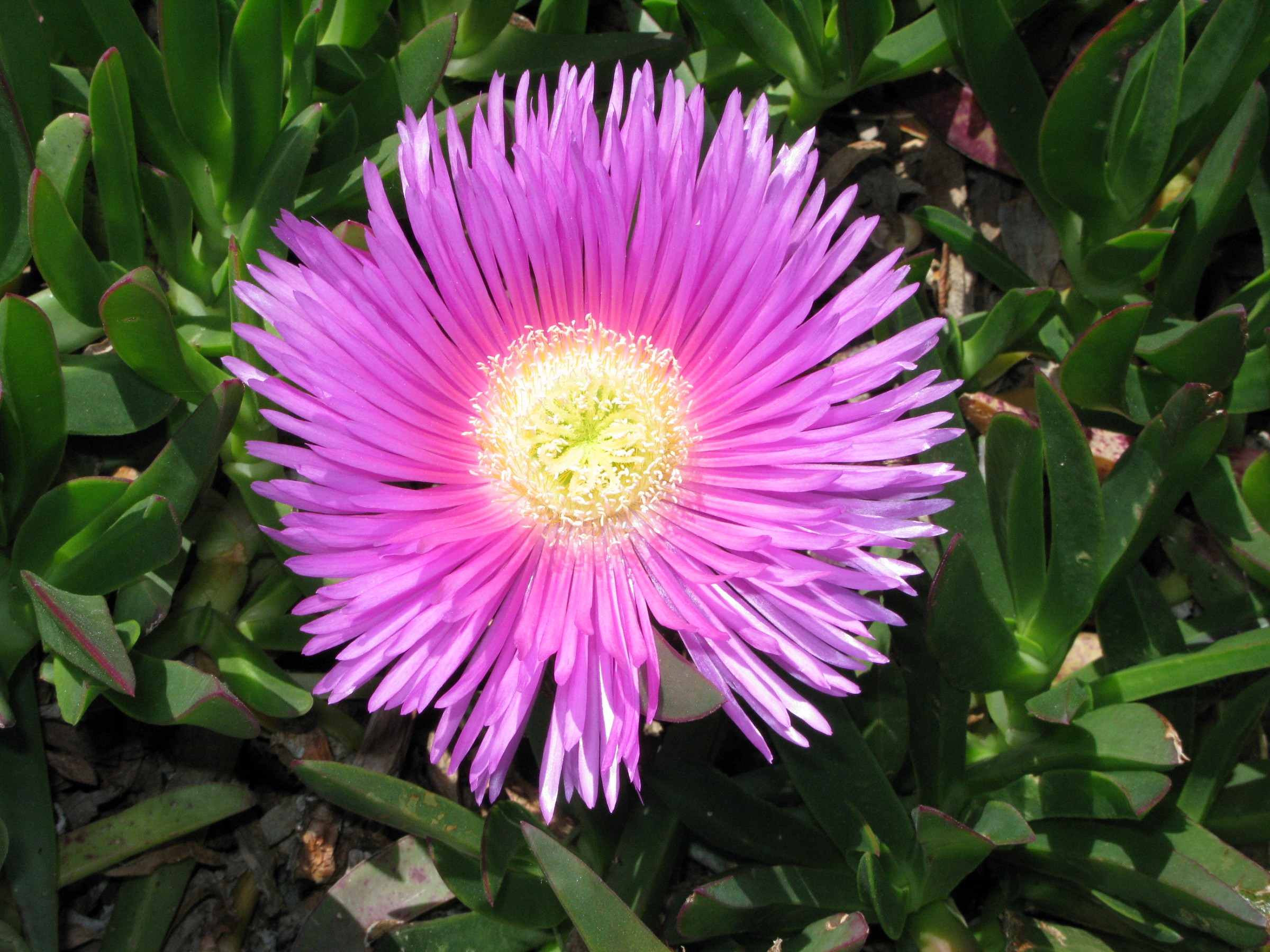 on the beach of Santa Severa