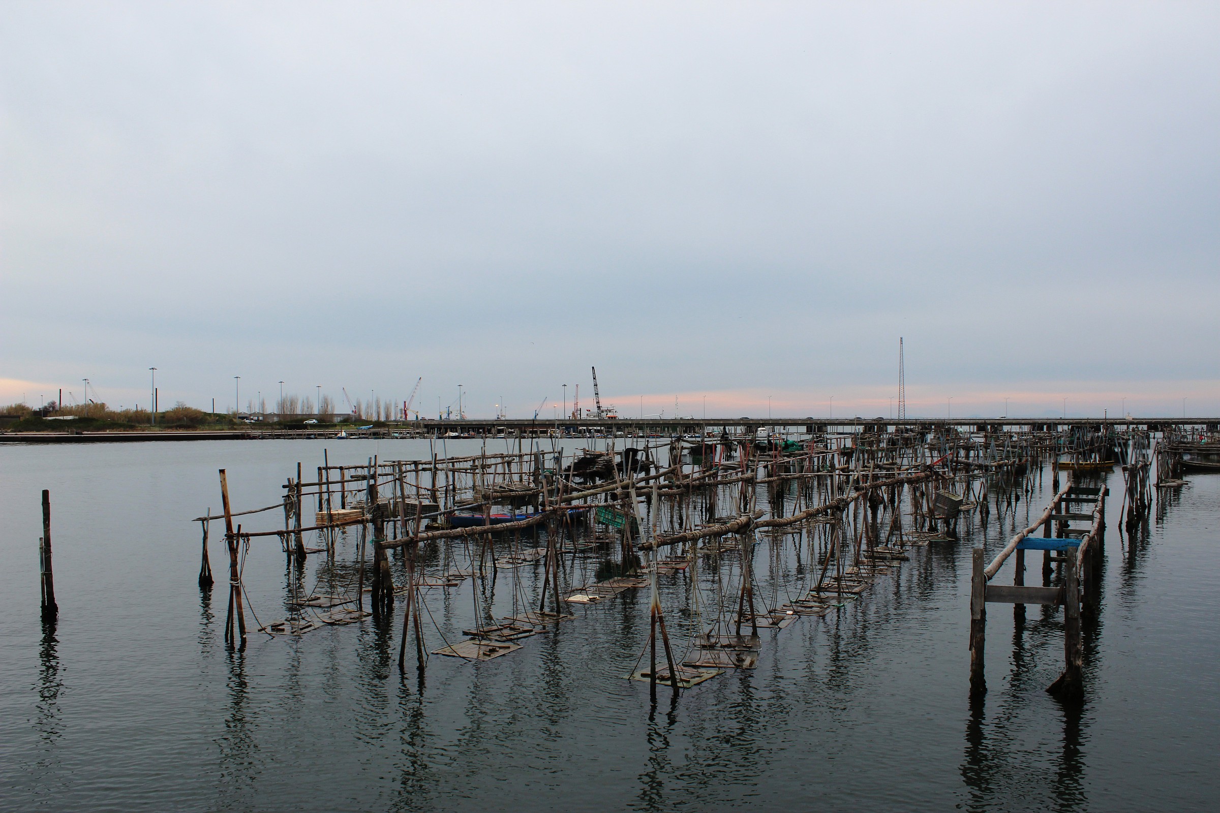 Chioggia - I have no idea what these business