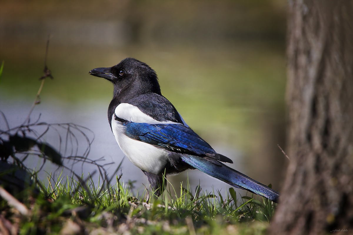 magpie