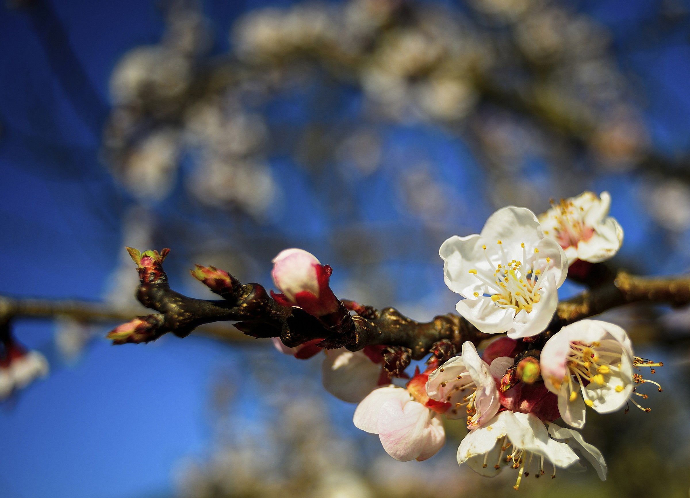 Welcome Primavera..era now!