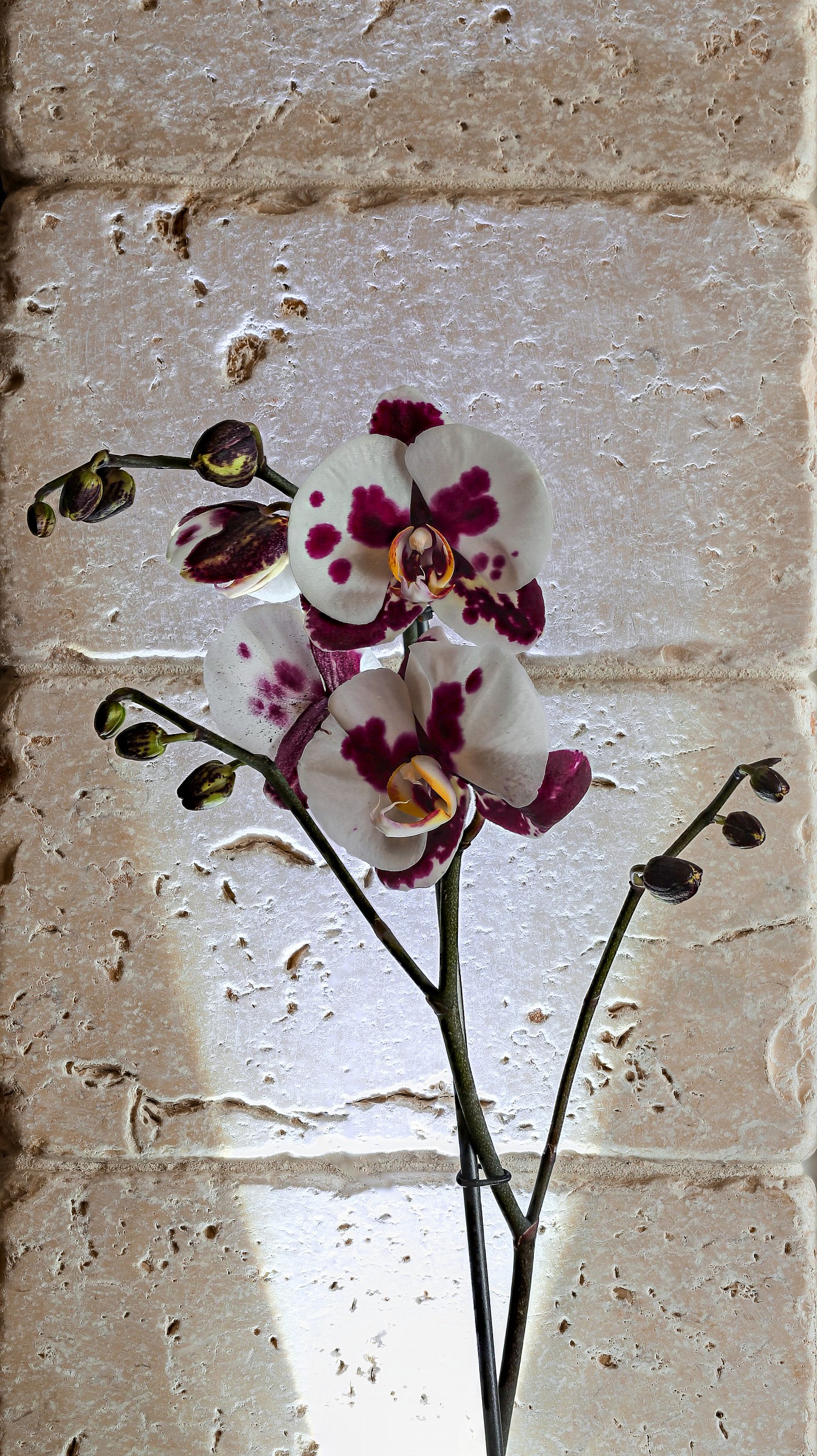 first test of Focus stacking