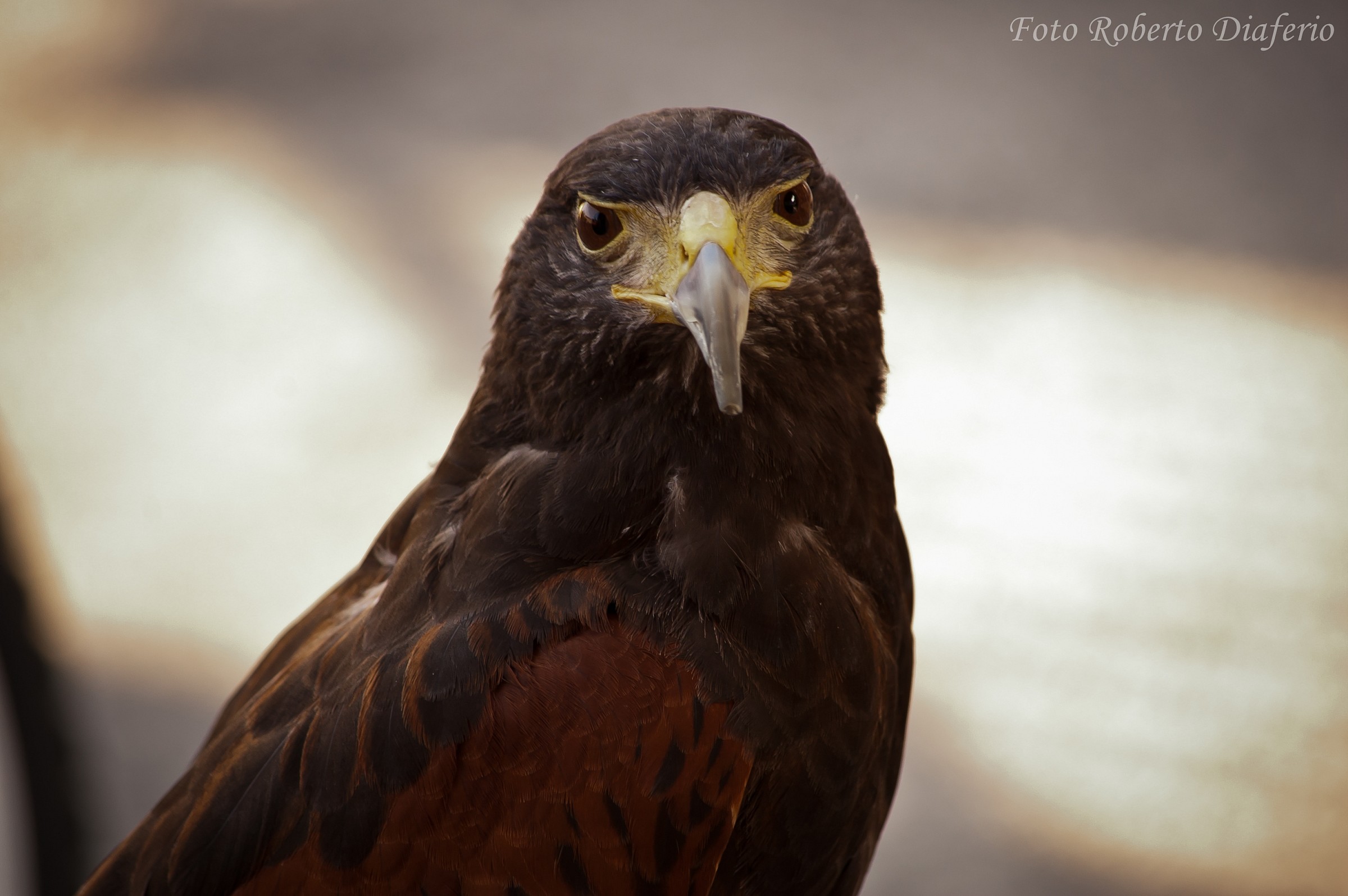 harris hawk
