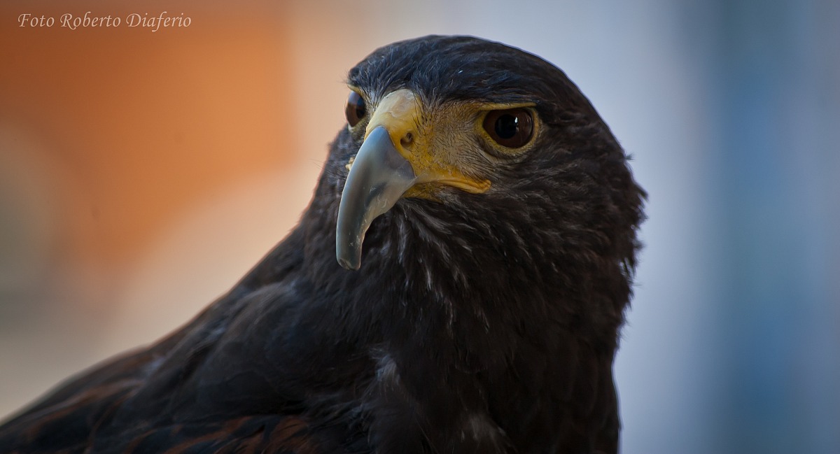 harris hawk