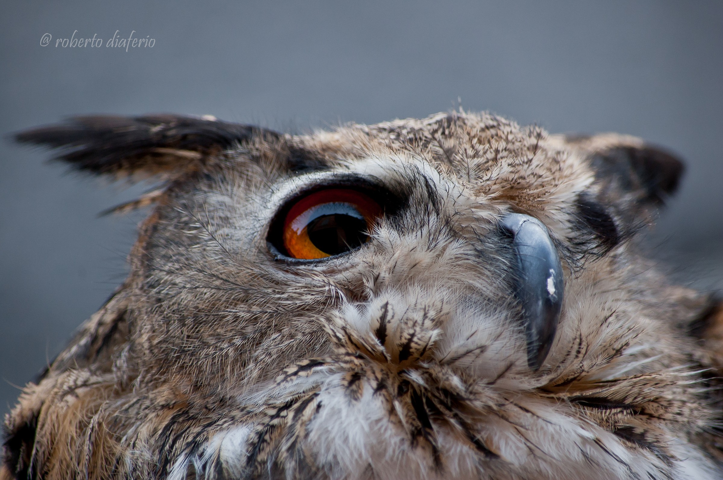 Eagle Owl