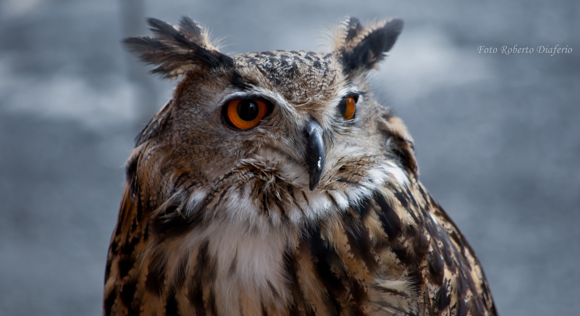 Eagle Owl
