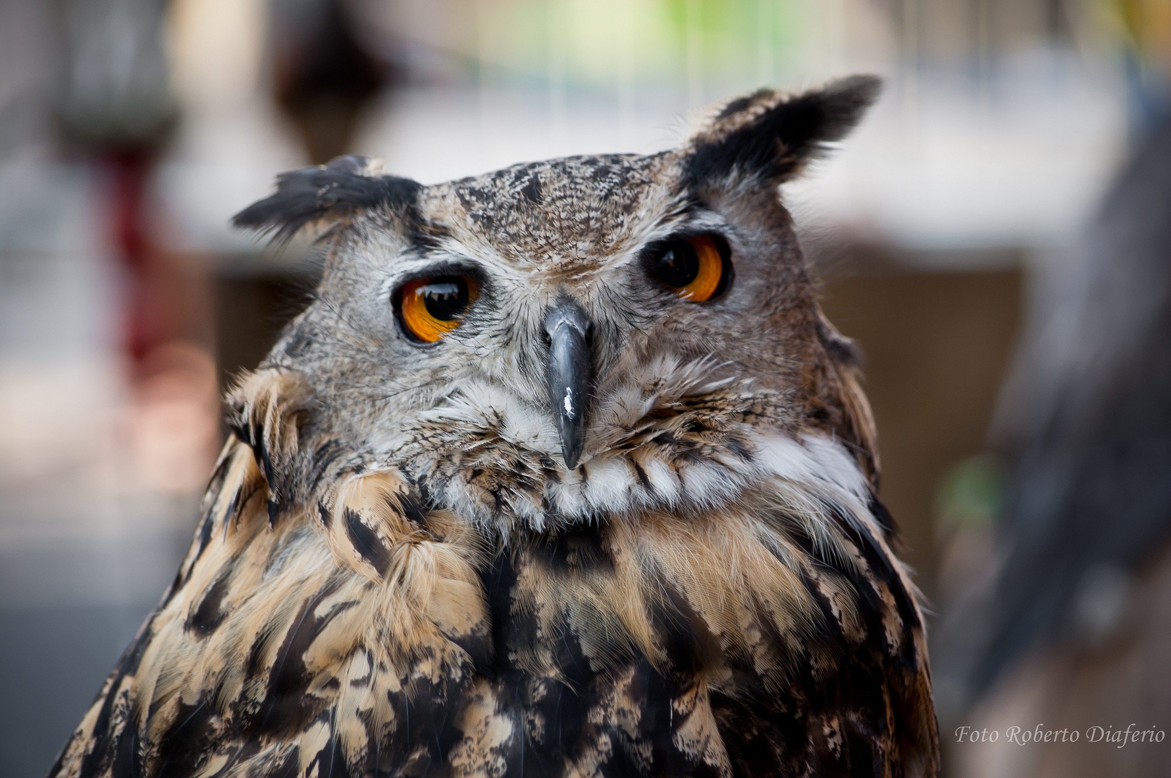 Eagle Owl