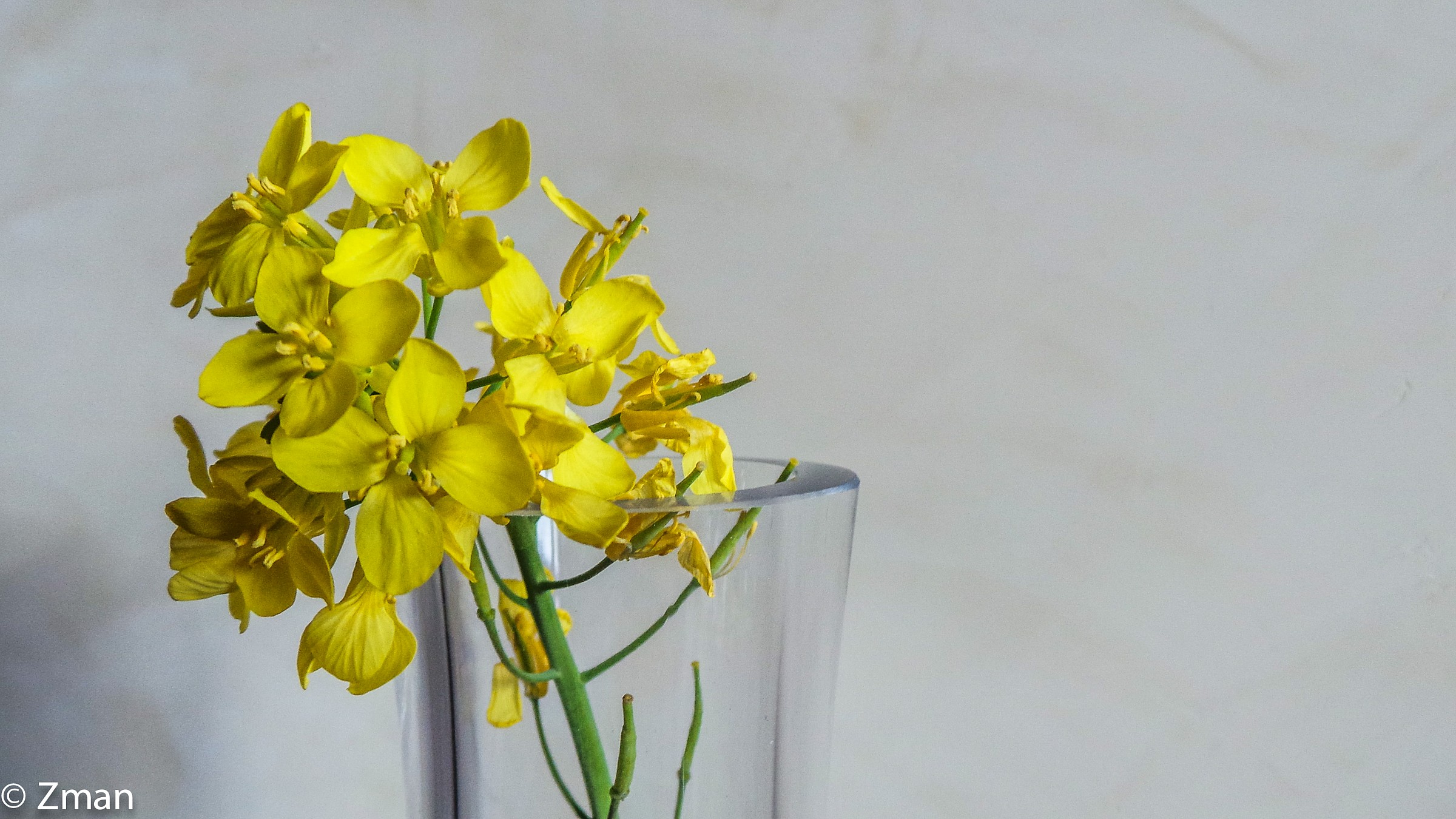 Fiore giallo in un vaso