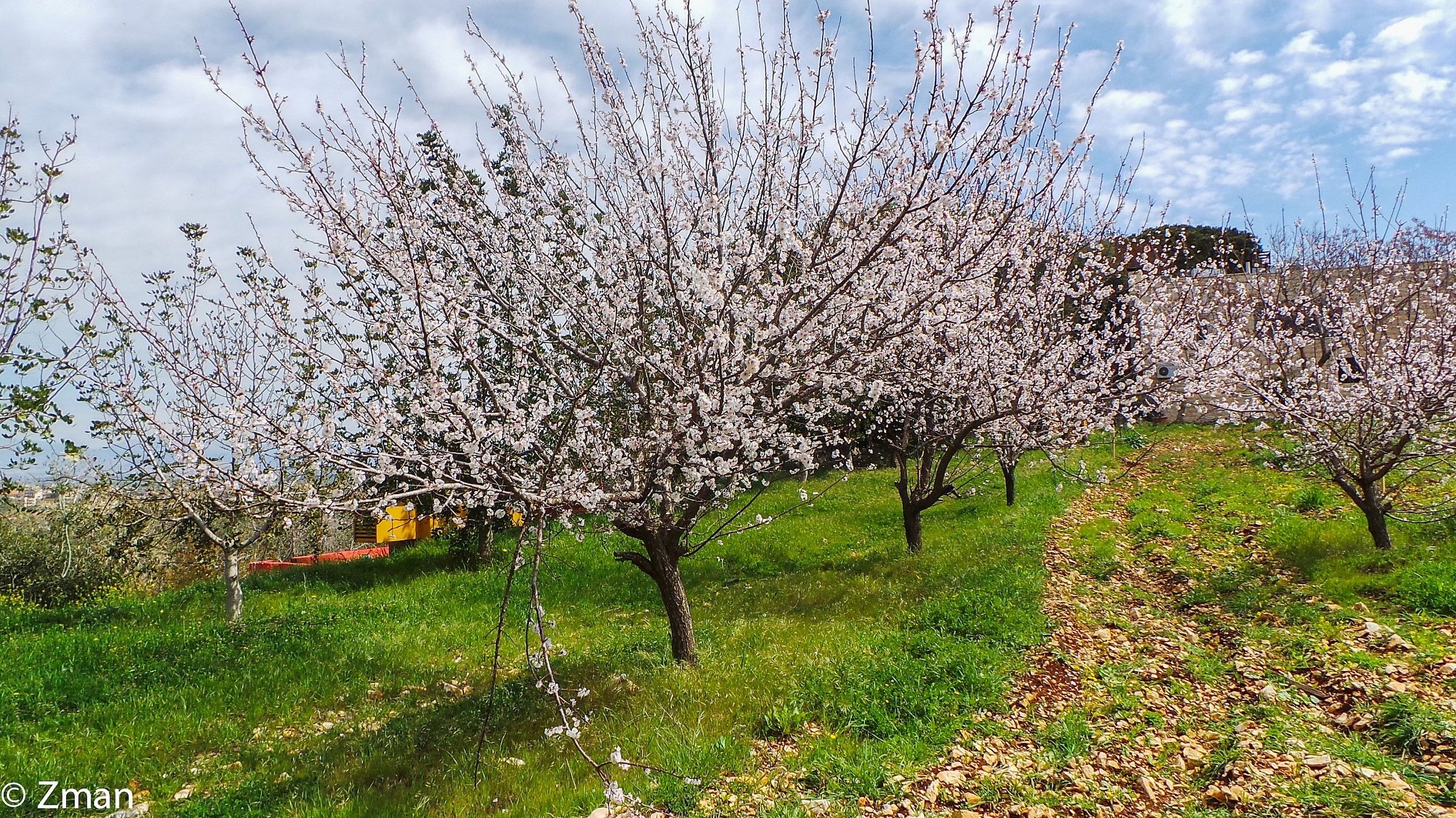 Apricot Trees