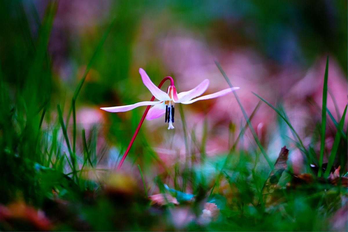 Erythronium dens-canis