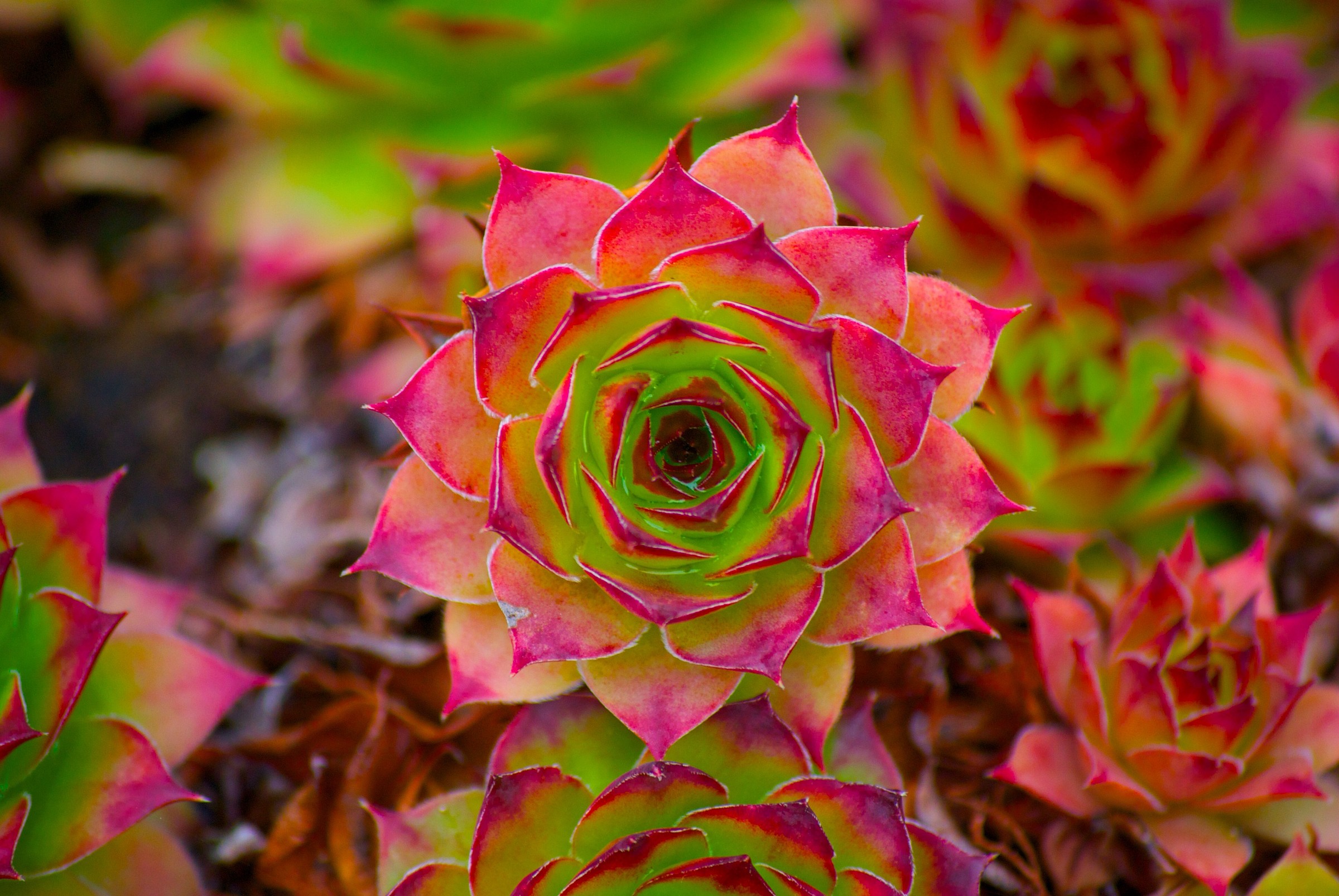 Succulent