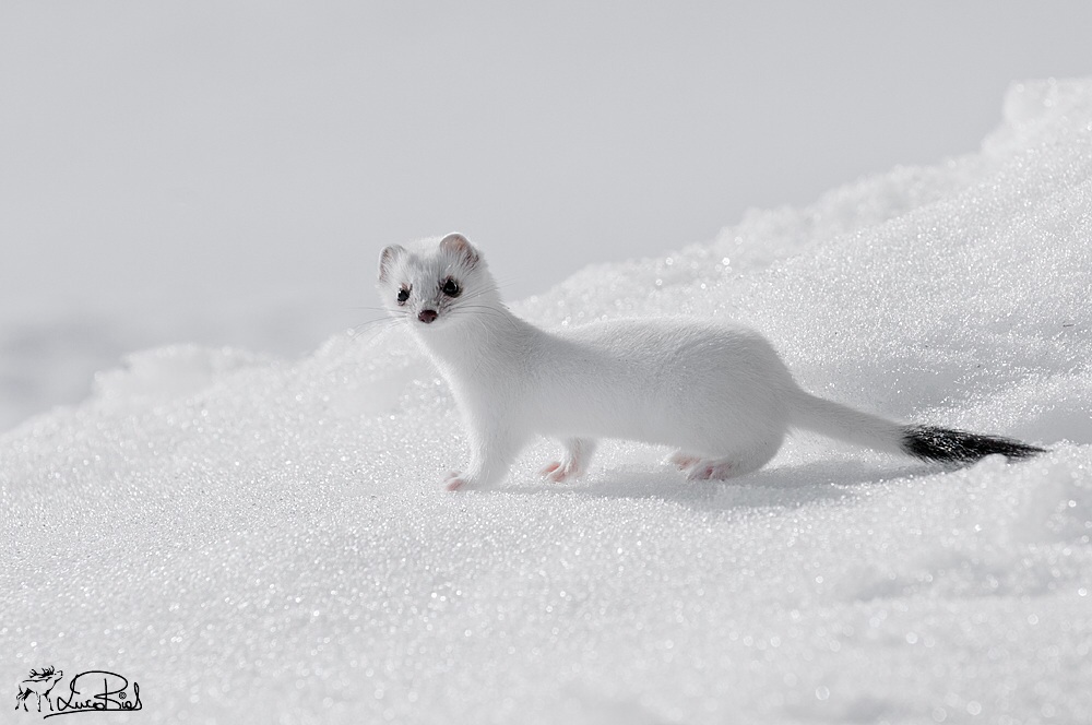 Stoat held in winter