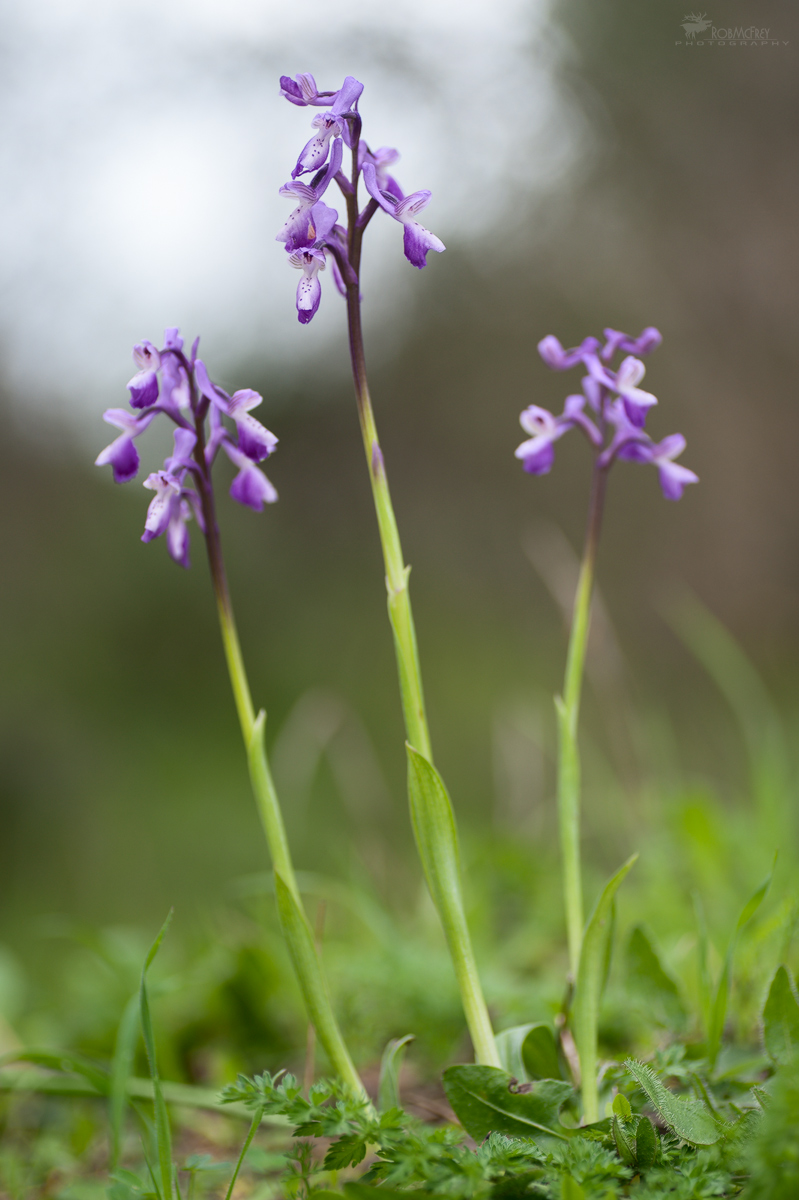 Anacamptis longicornu