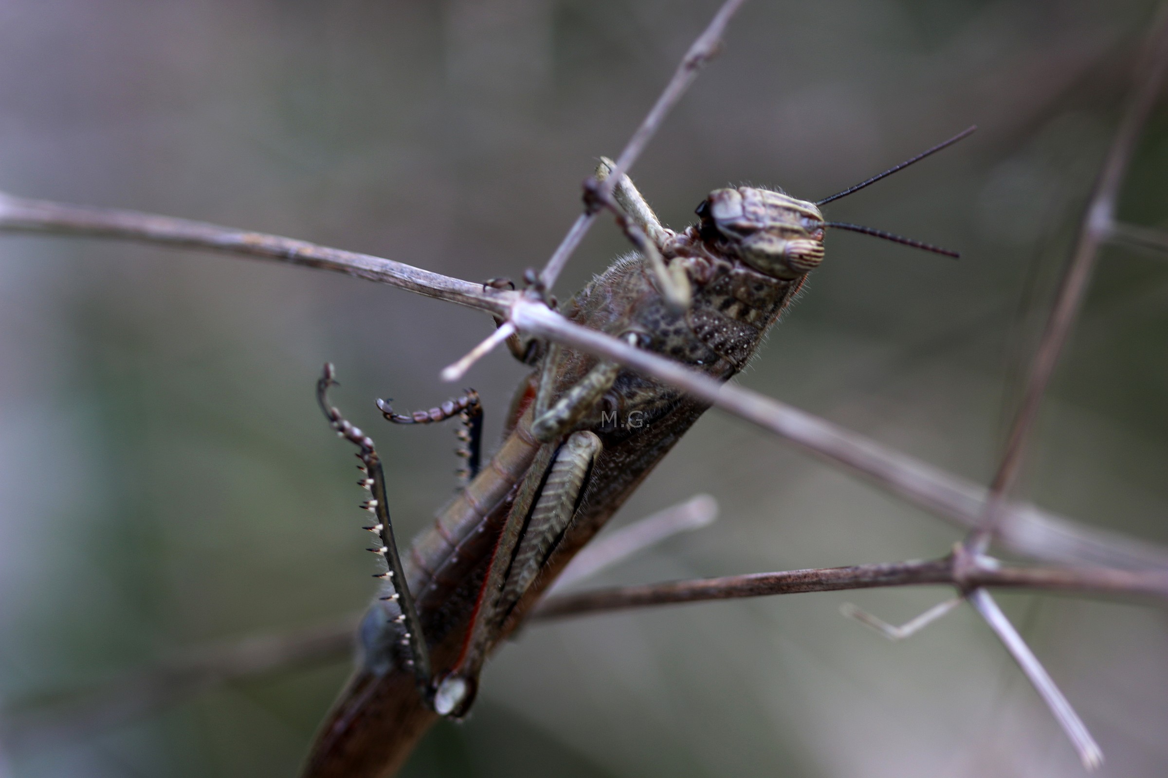 Anacridium aegyptium