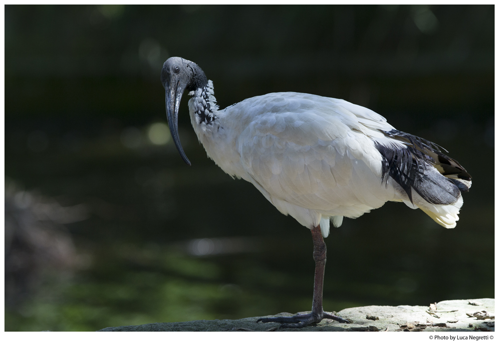 Ibis Bianco Australiano