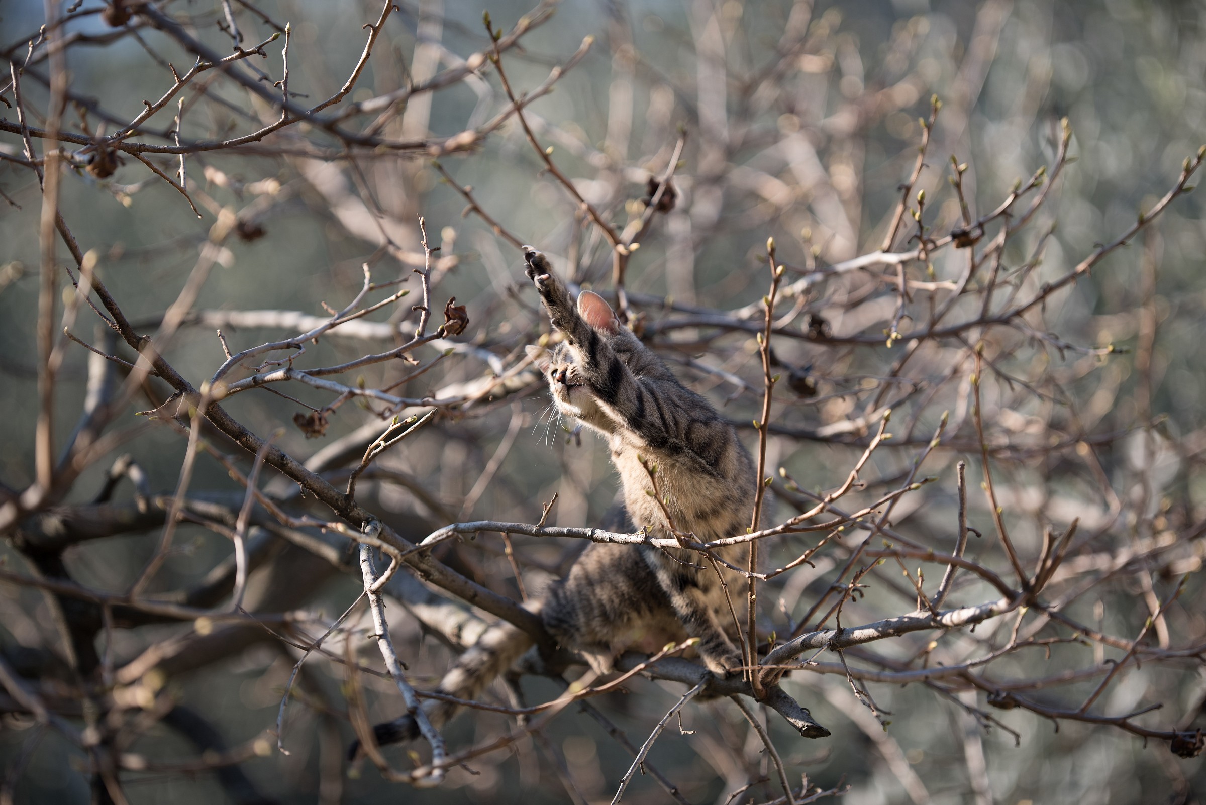 Test Nikon 200 F2 vrii - 3