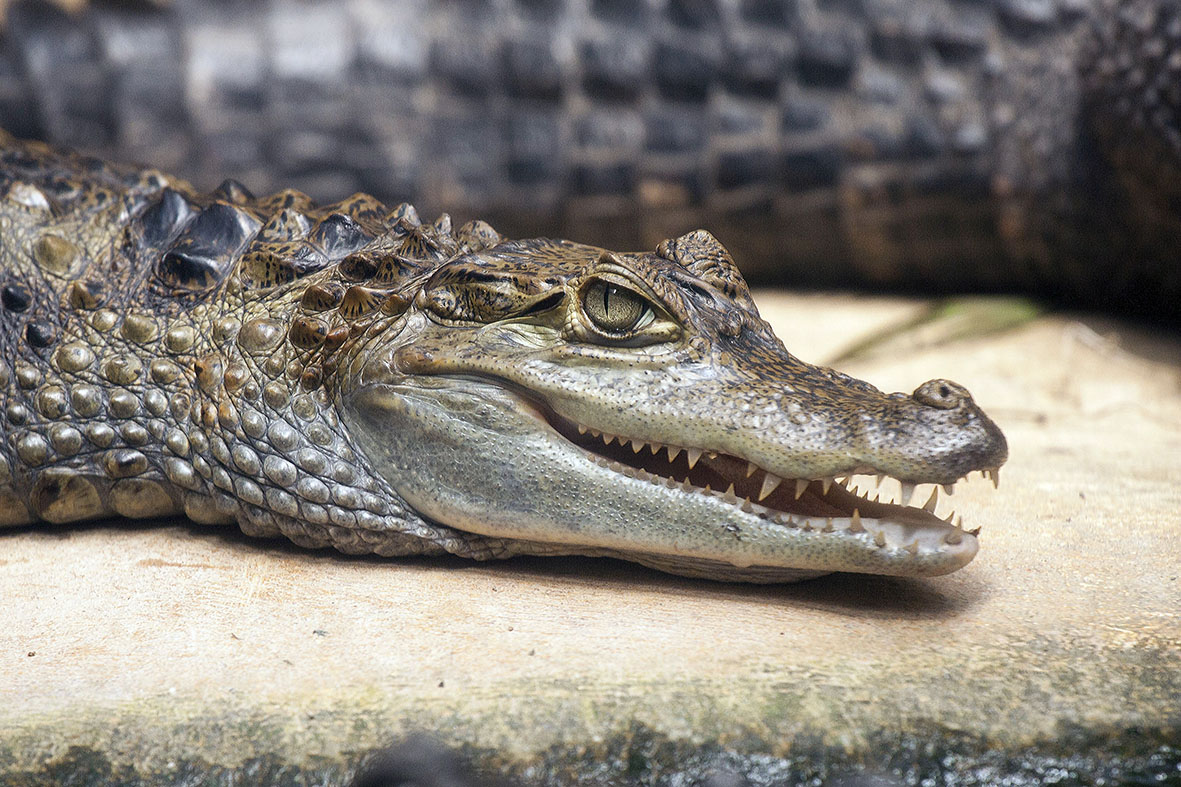 piccolo alligatore