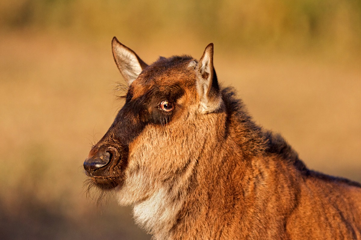 Il terrore negli occhi