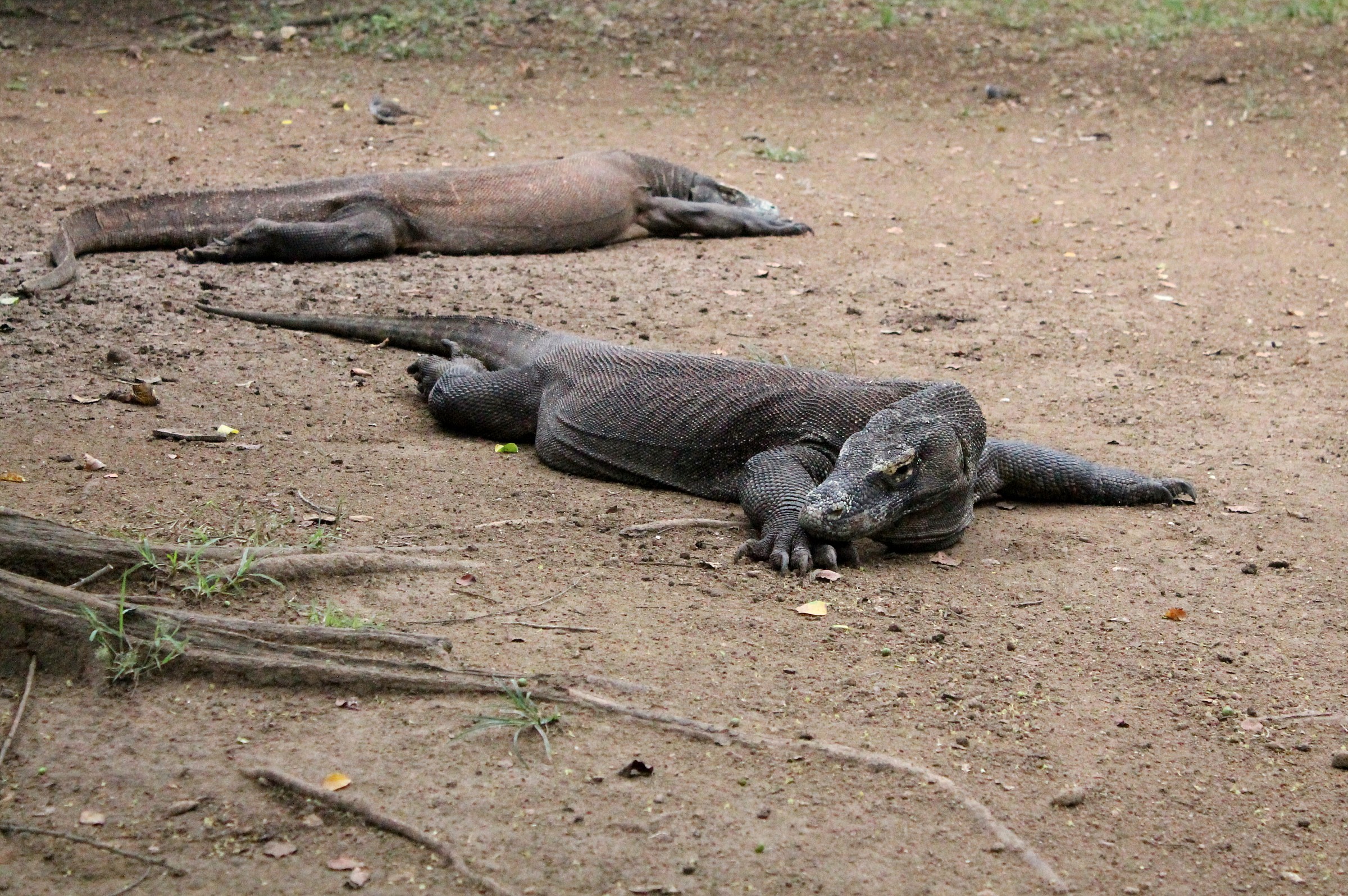 Komodo Dragon 1