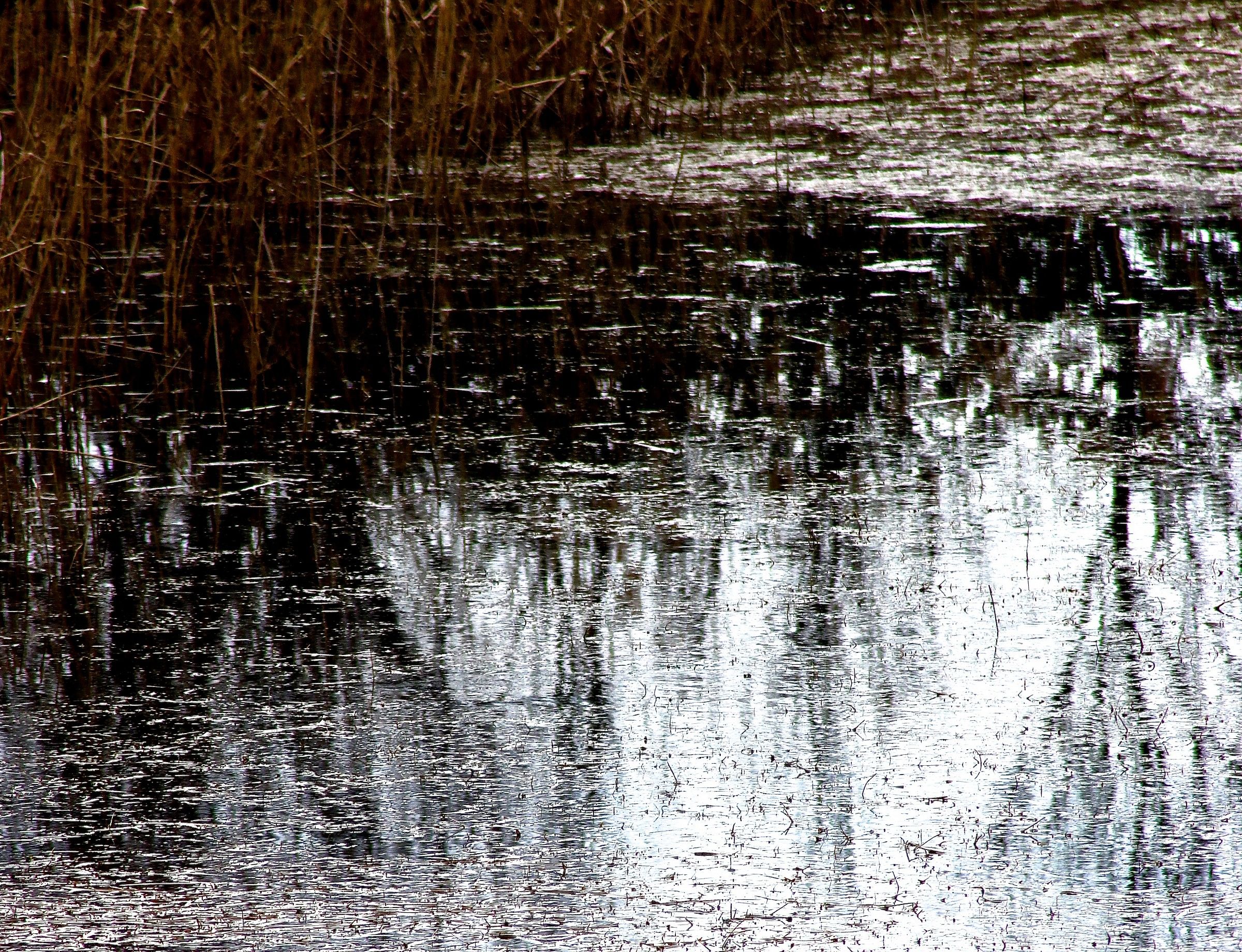 riflessi nel canneto