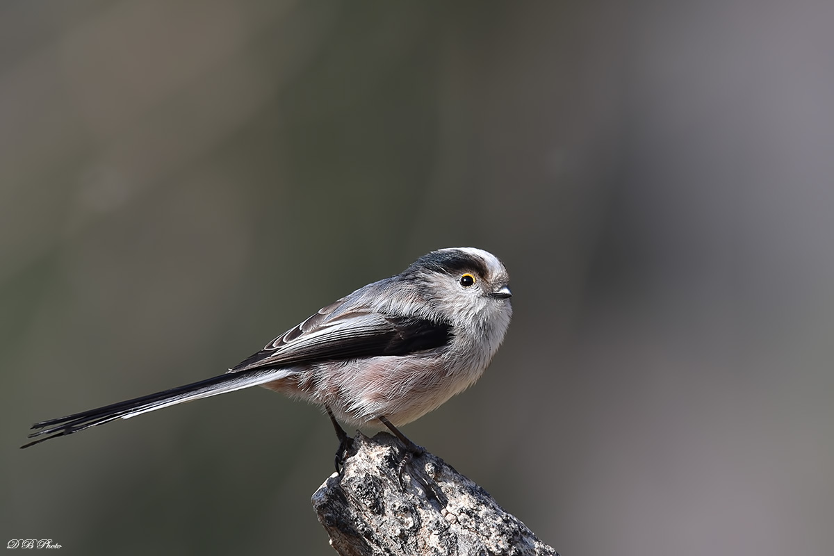 Long-tailed Tit (Aegithalos caudatus).