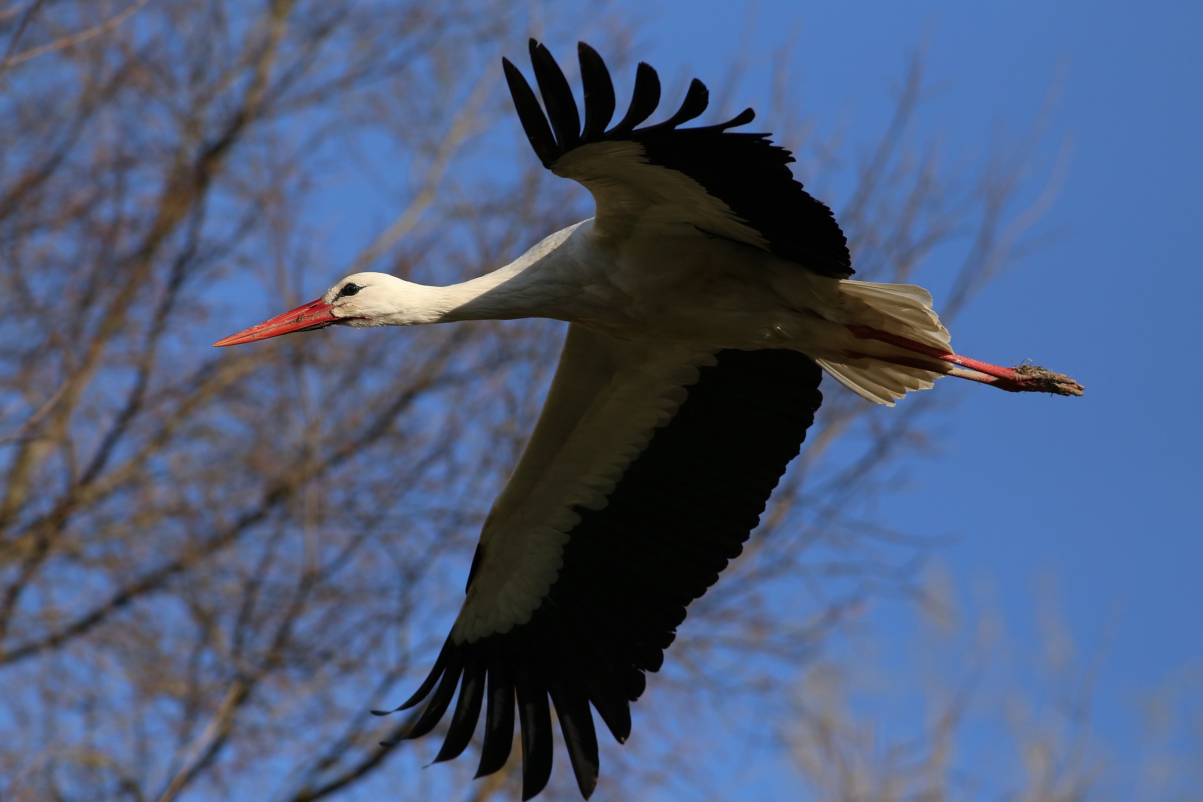 Stork