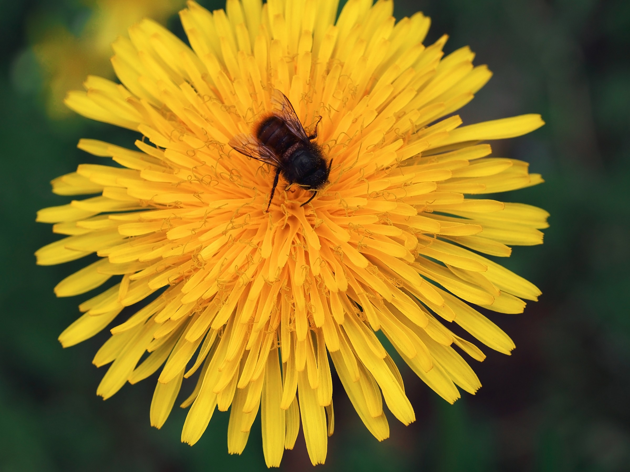 Fiore del tarassaco con Bombus ruderatus