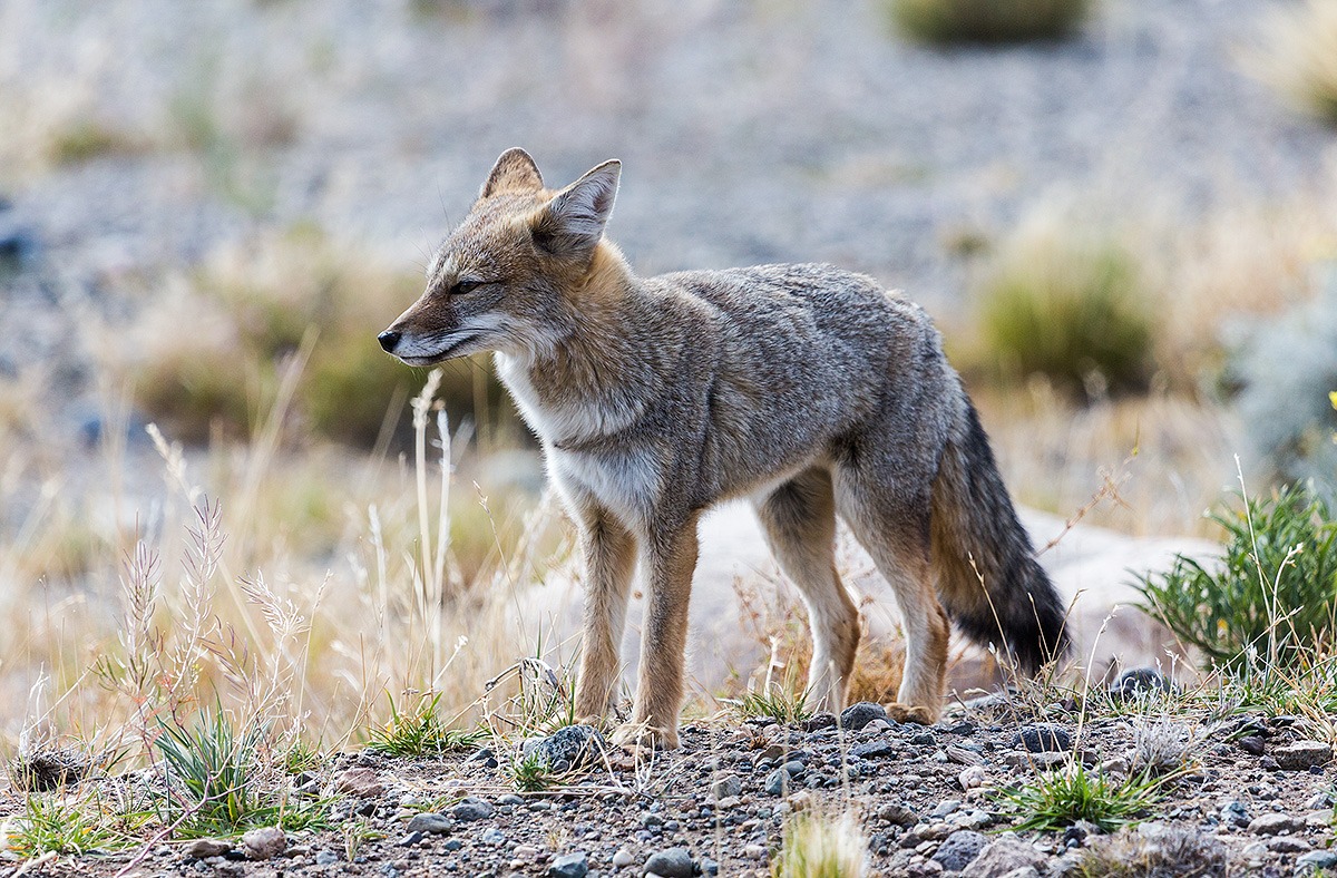 Culpeo (Volpe of the Andes)