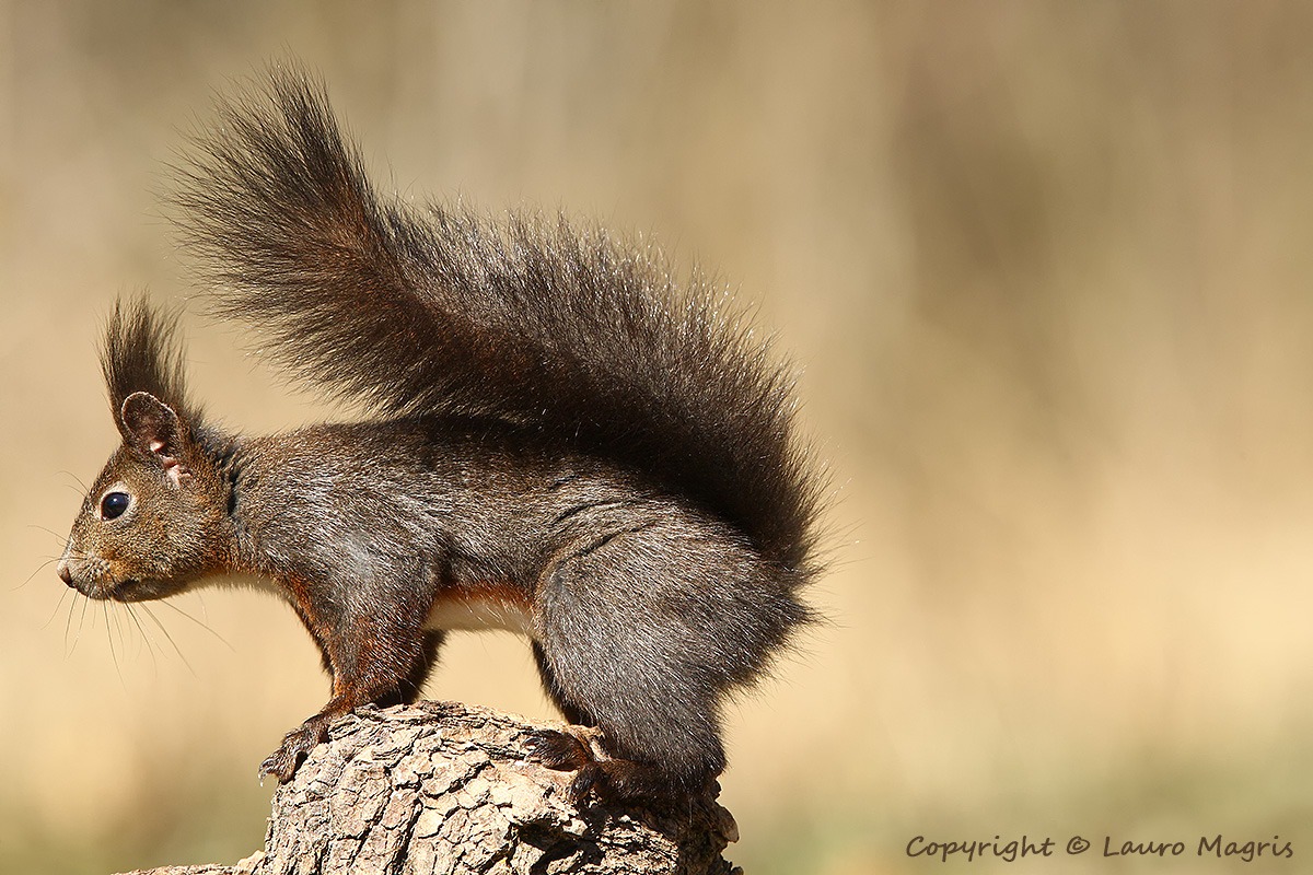 Scusami ma devo andare