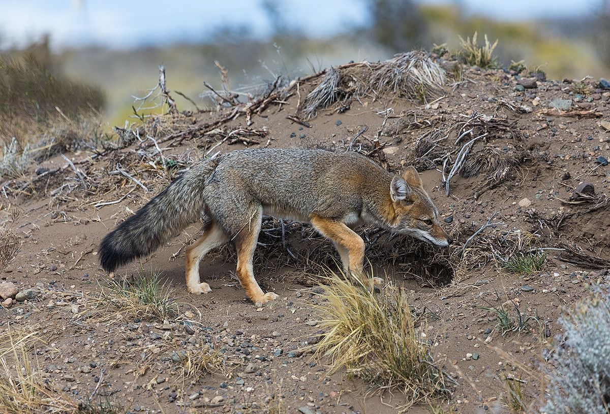 Culpeo (Volpe of the Andes)