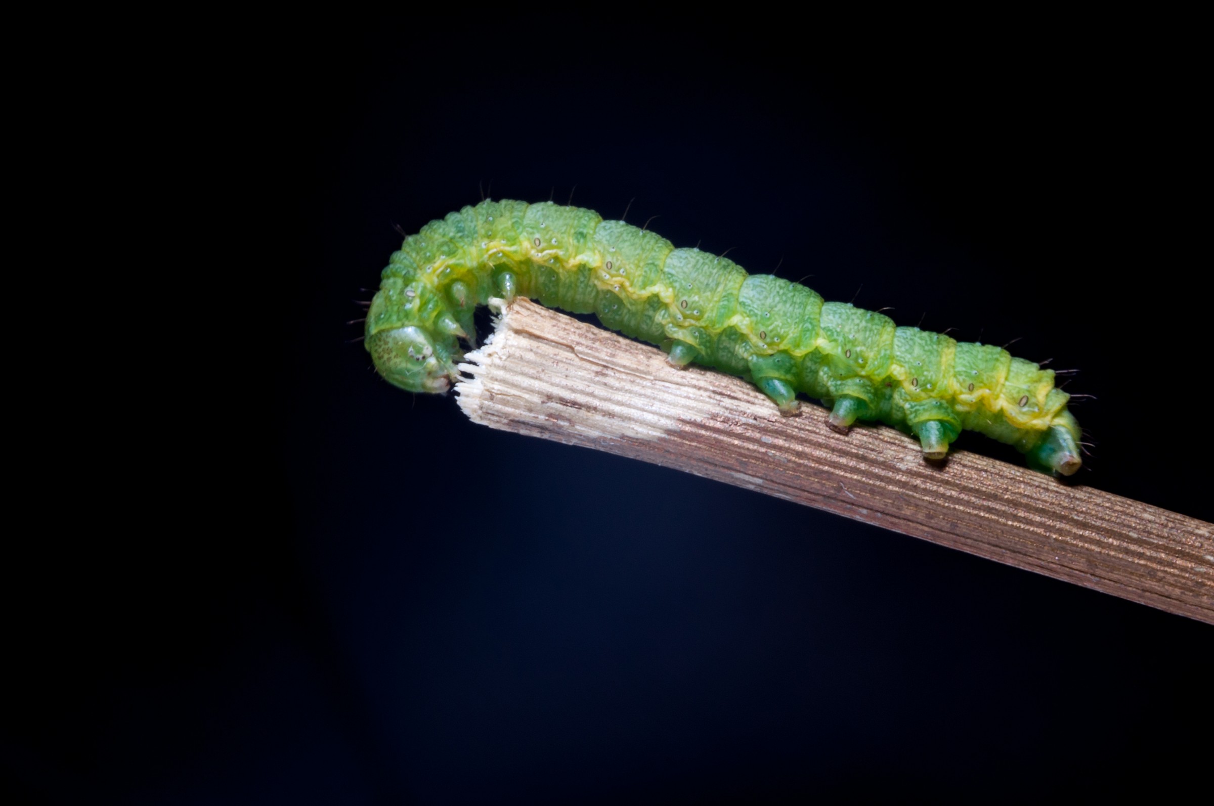 Flight course for aspiring butterflies