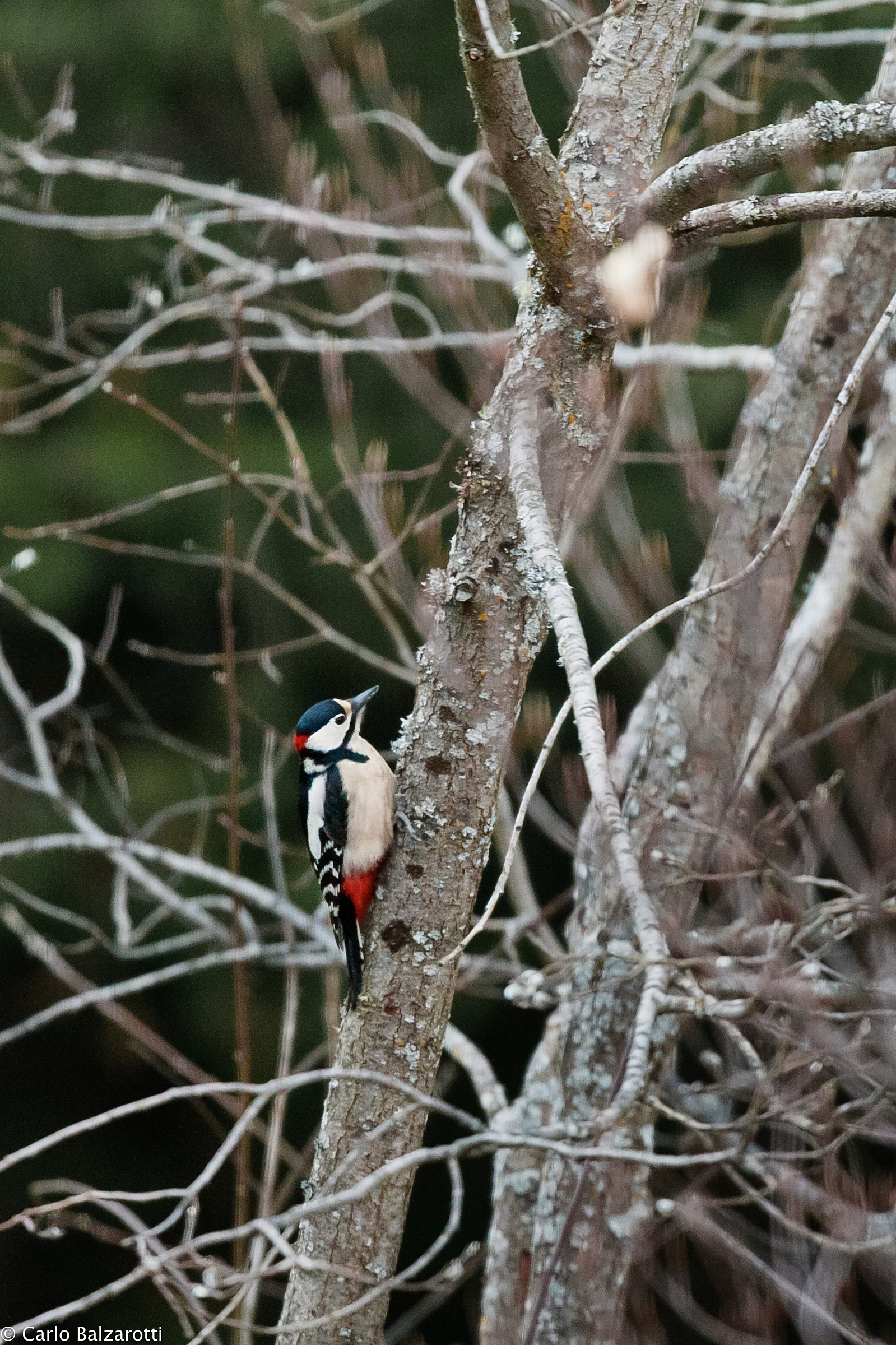 picchio rosso maggiore (maschio)