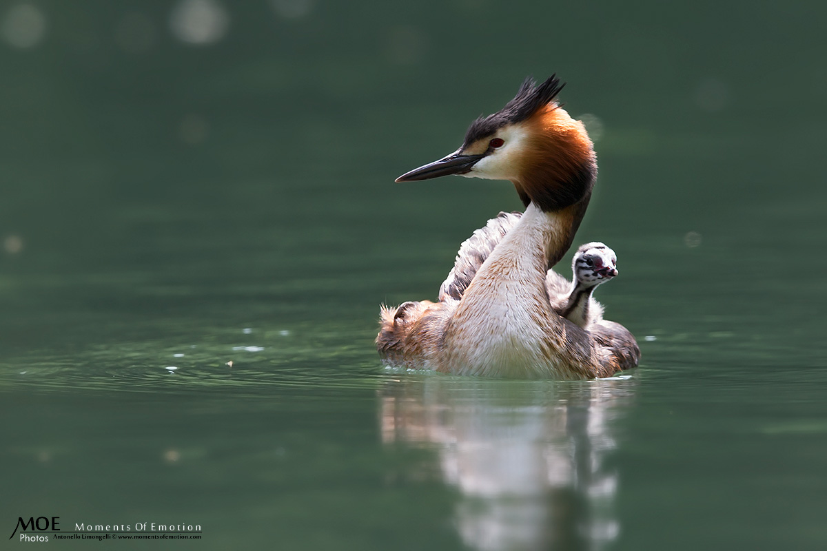 From today I'm here too