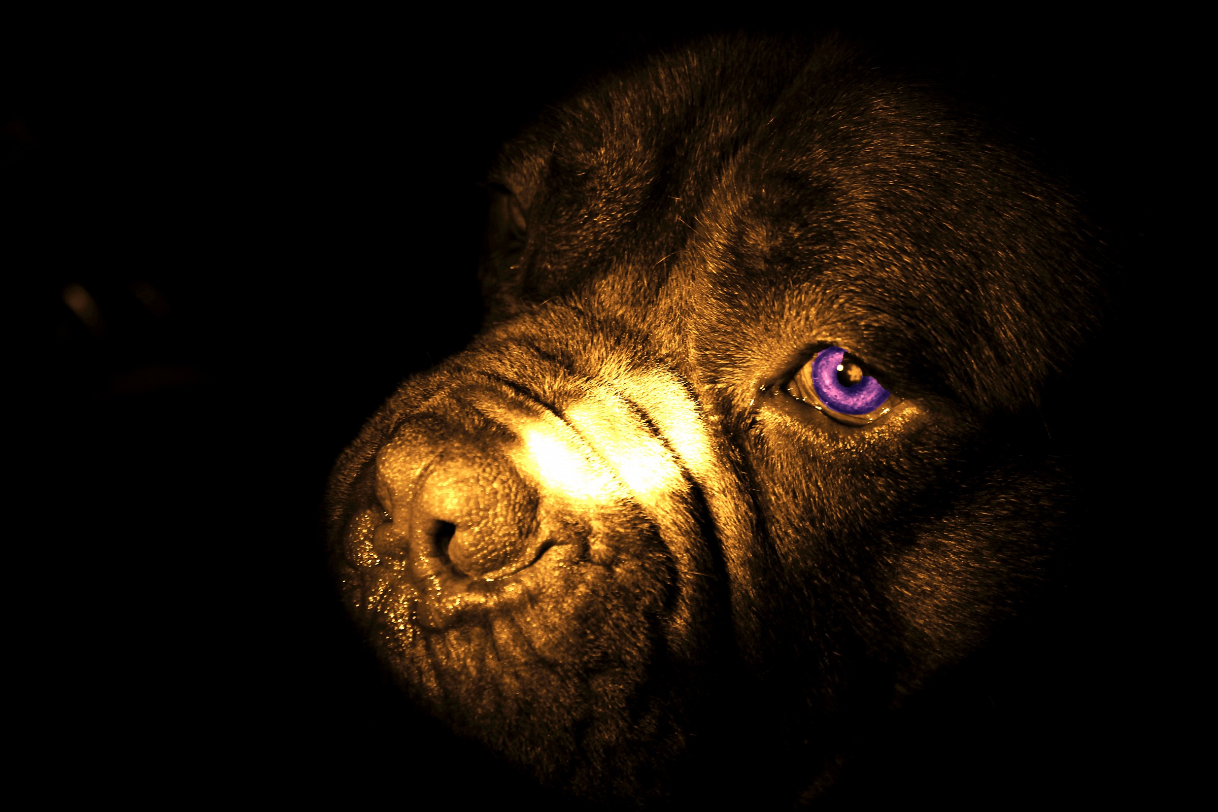 Ringhio in post-produzione