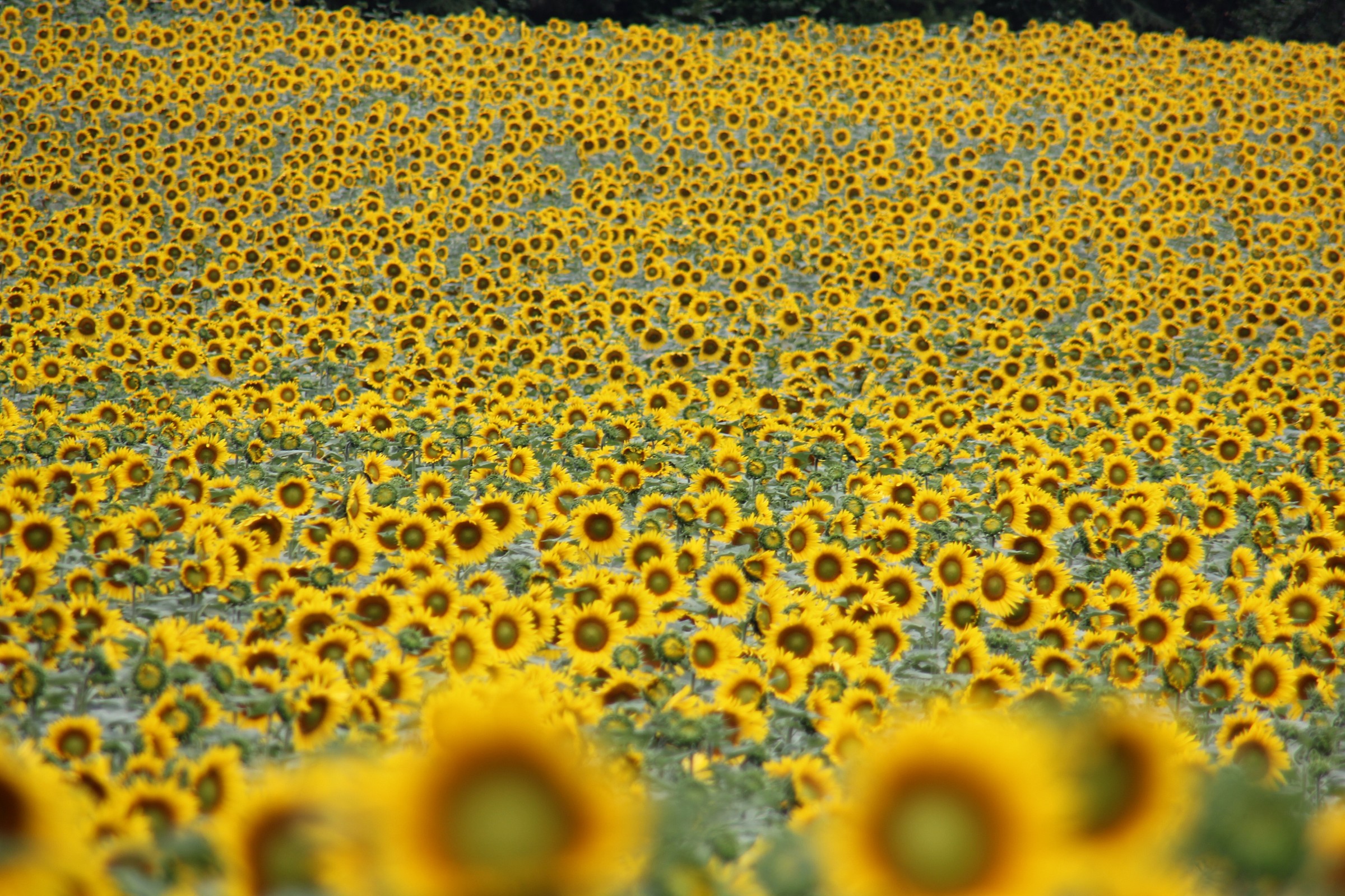Campo di girasoli