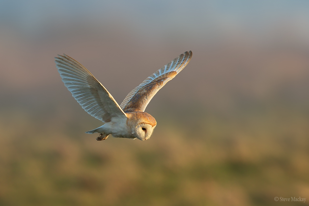 Barn Owl