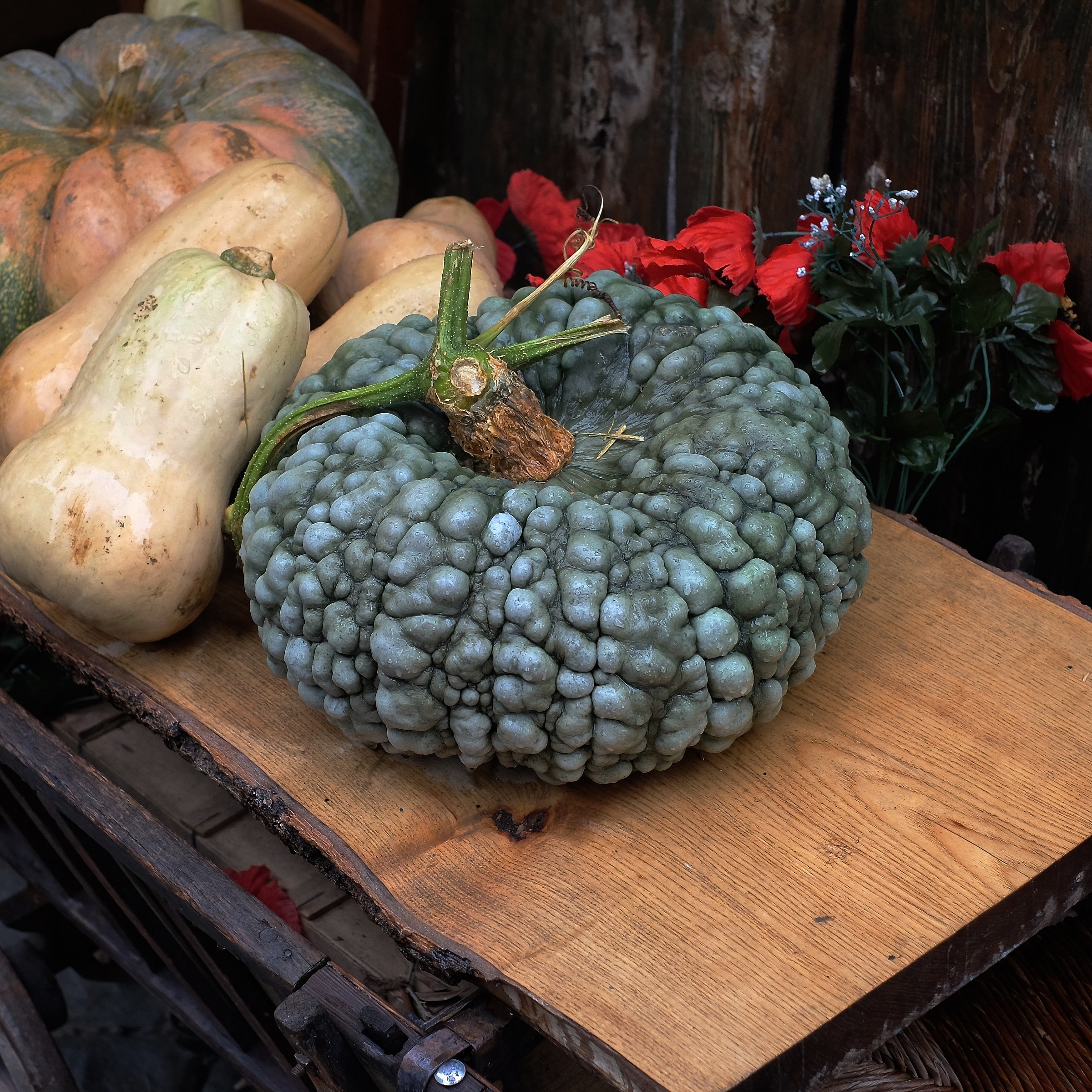 Ensemble of pumpkins