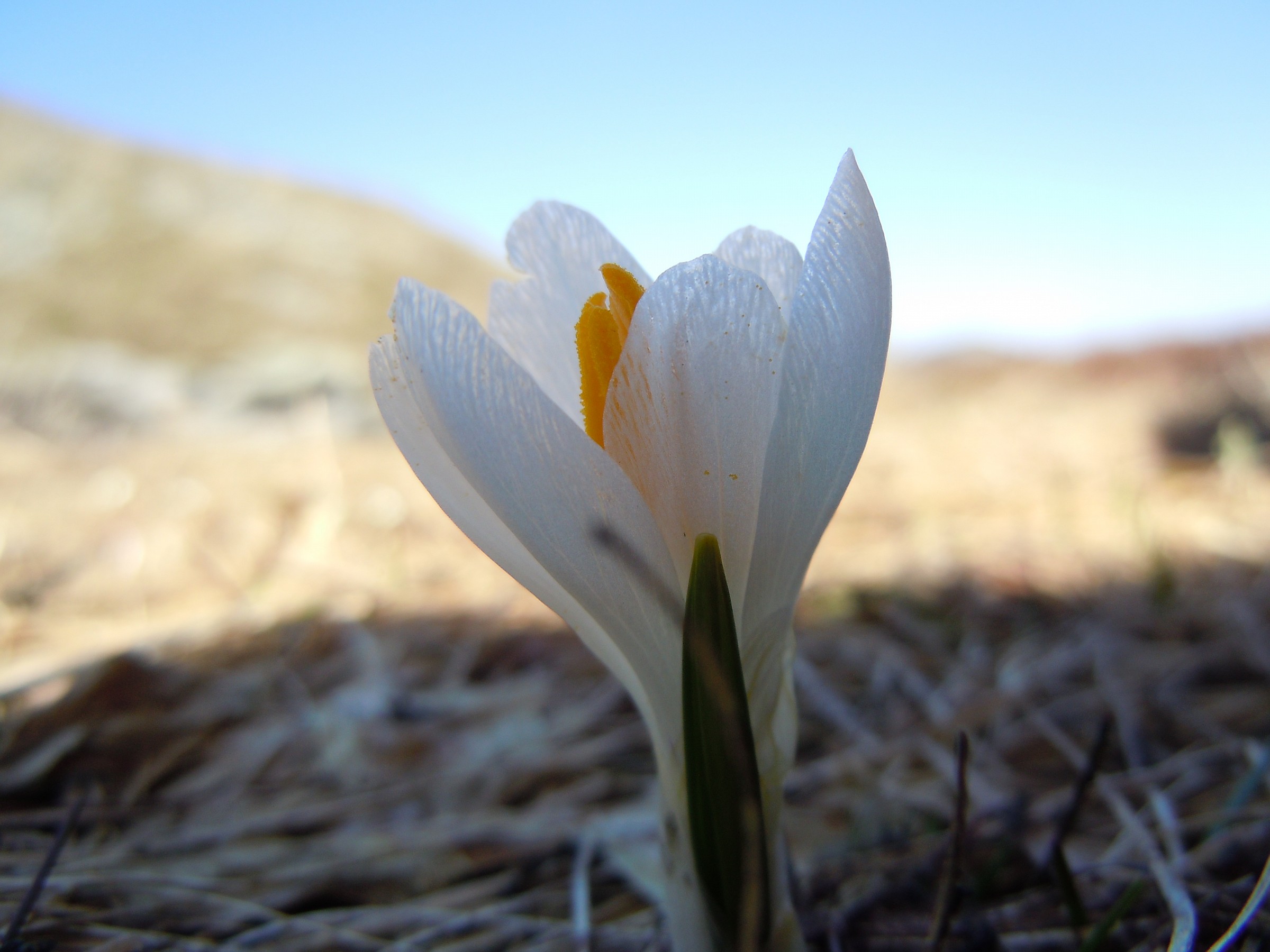 The green awakens ...