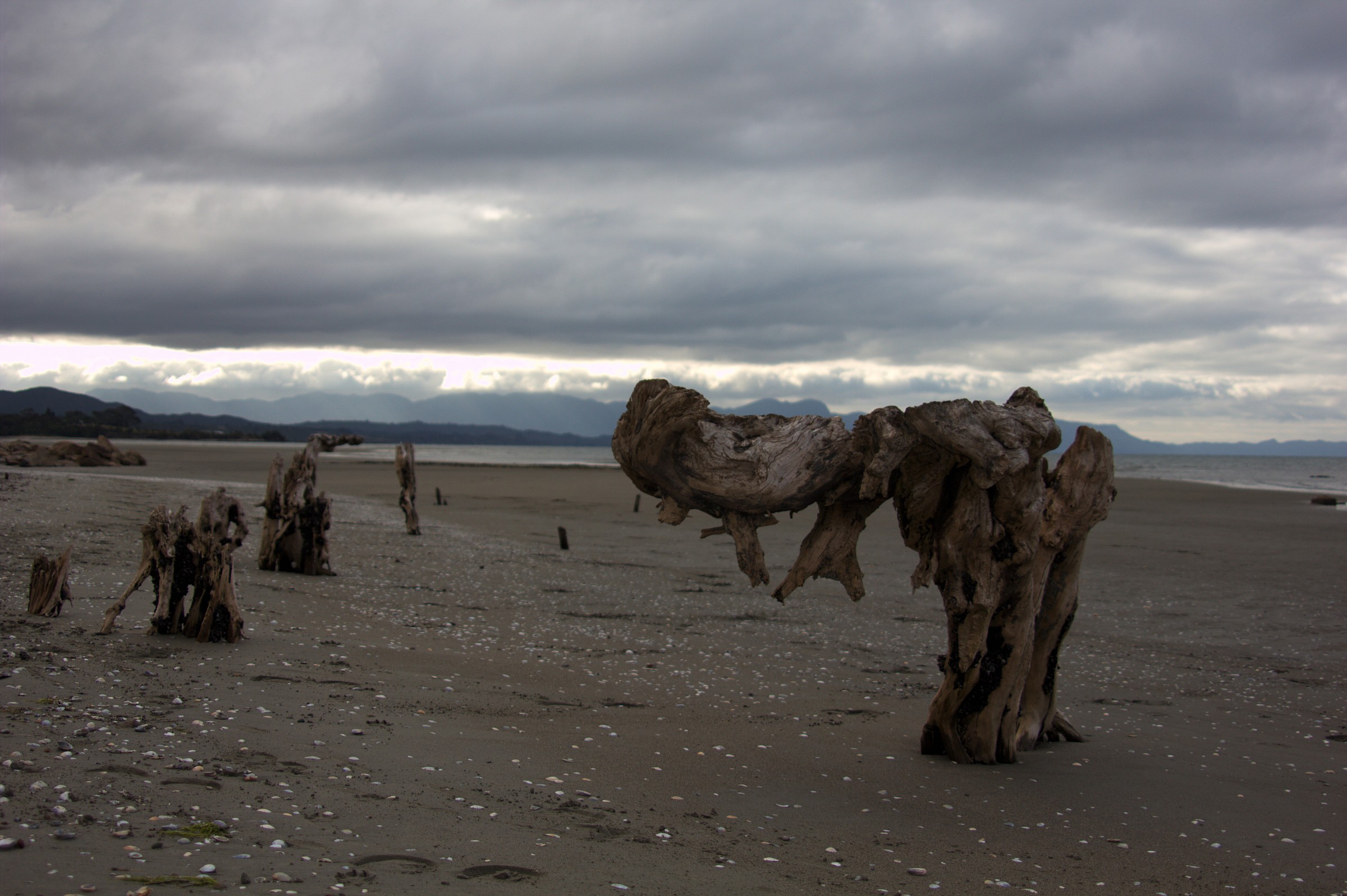 N. Zelanda  - spiaggia con tronchi