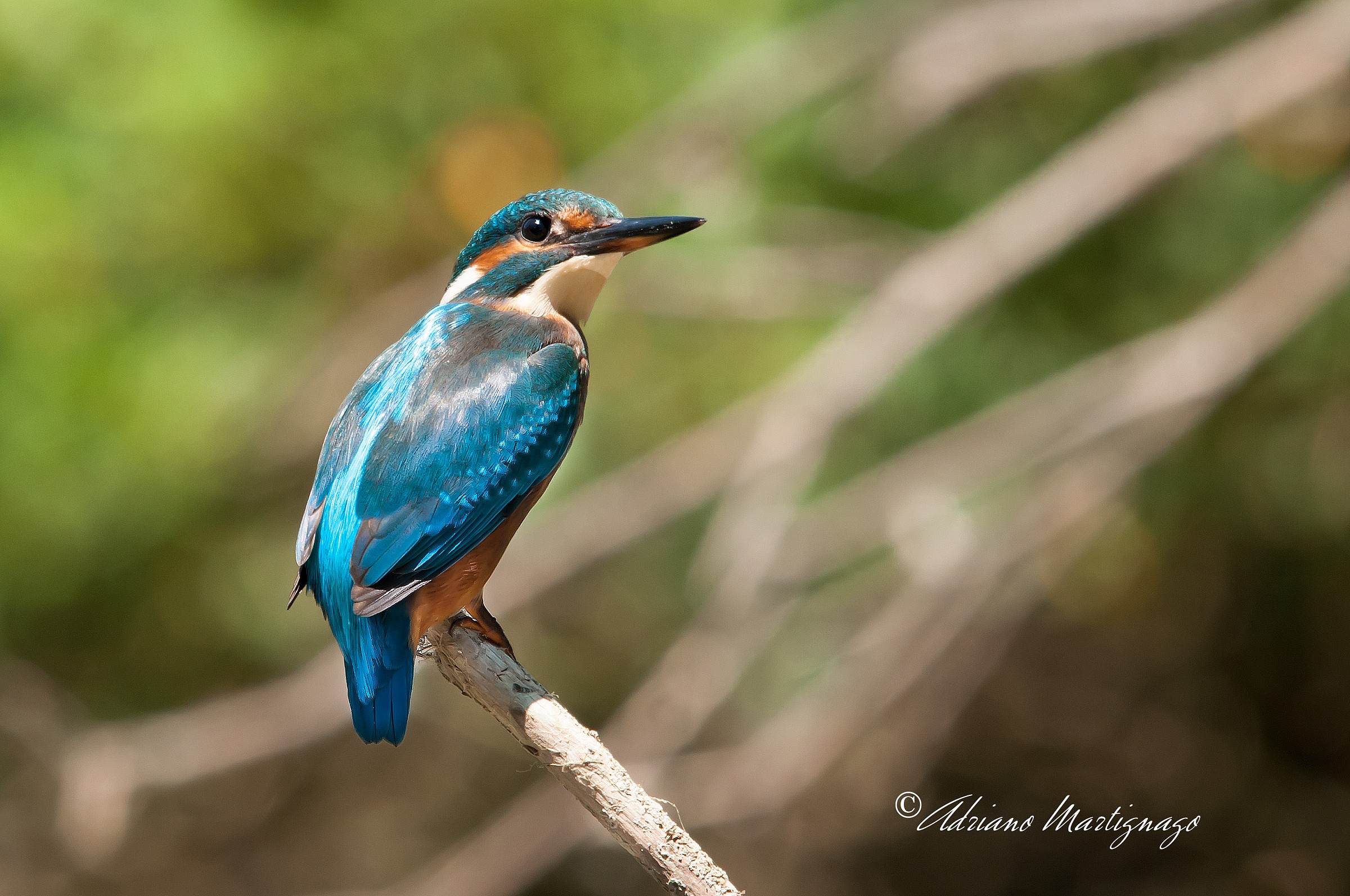 Kingfisher