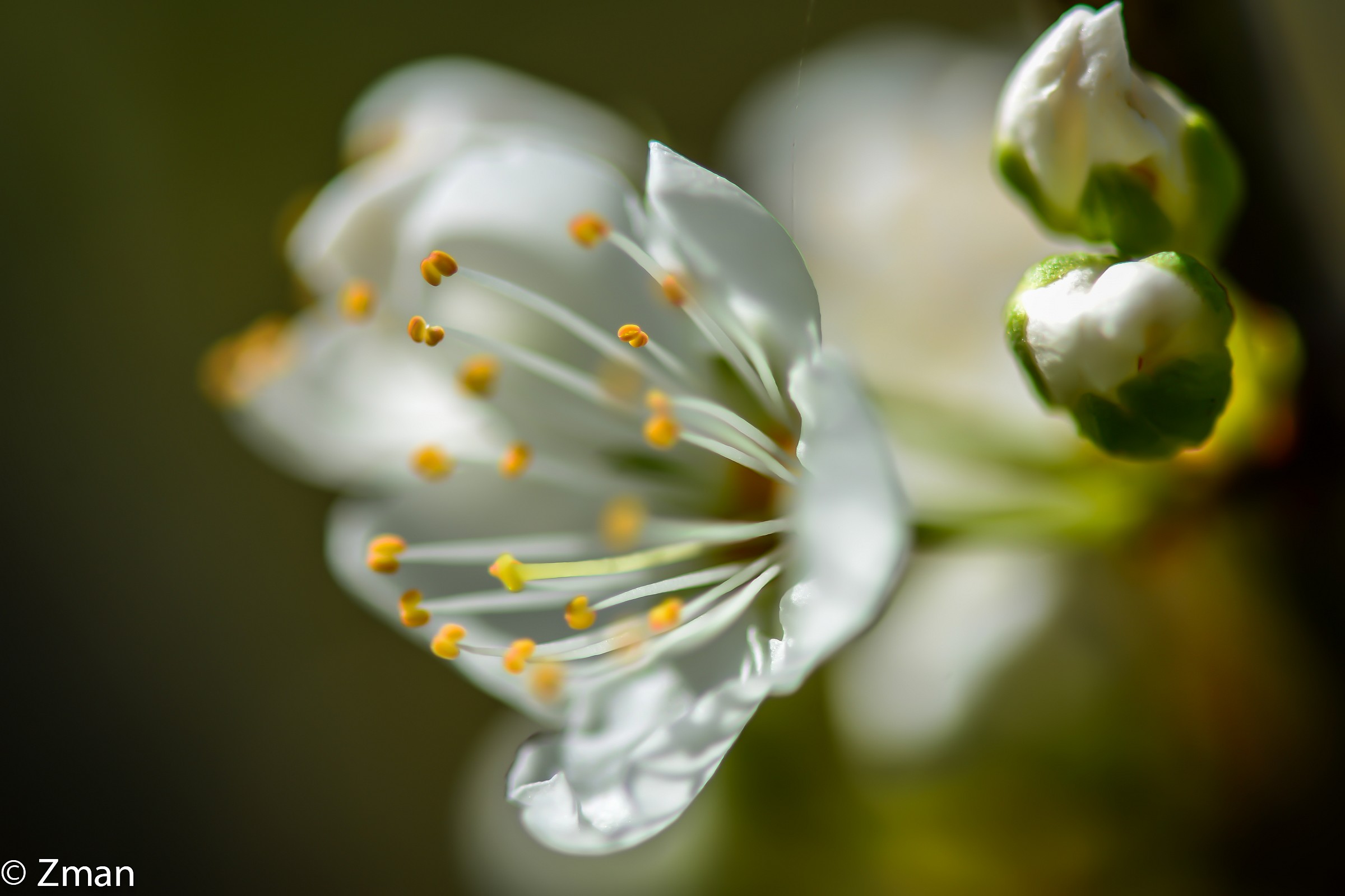 Apricot Flower