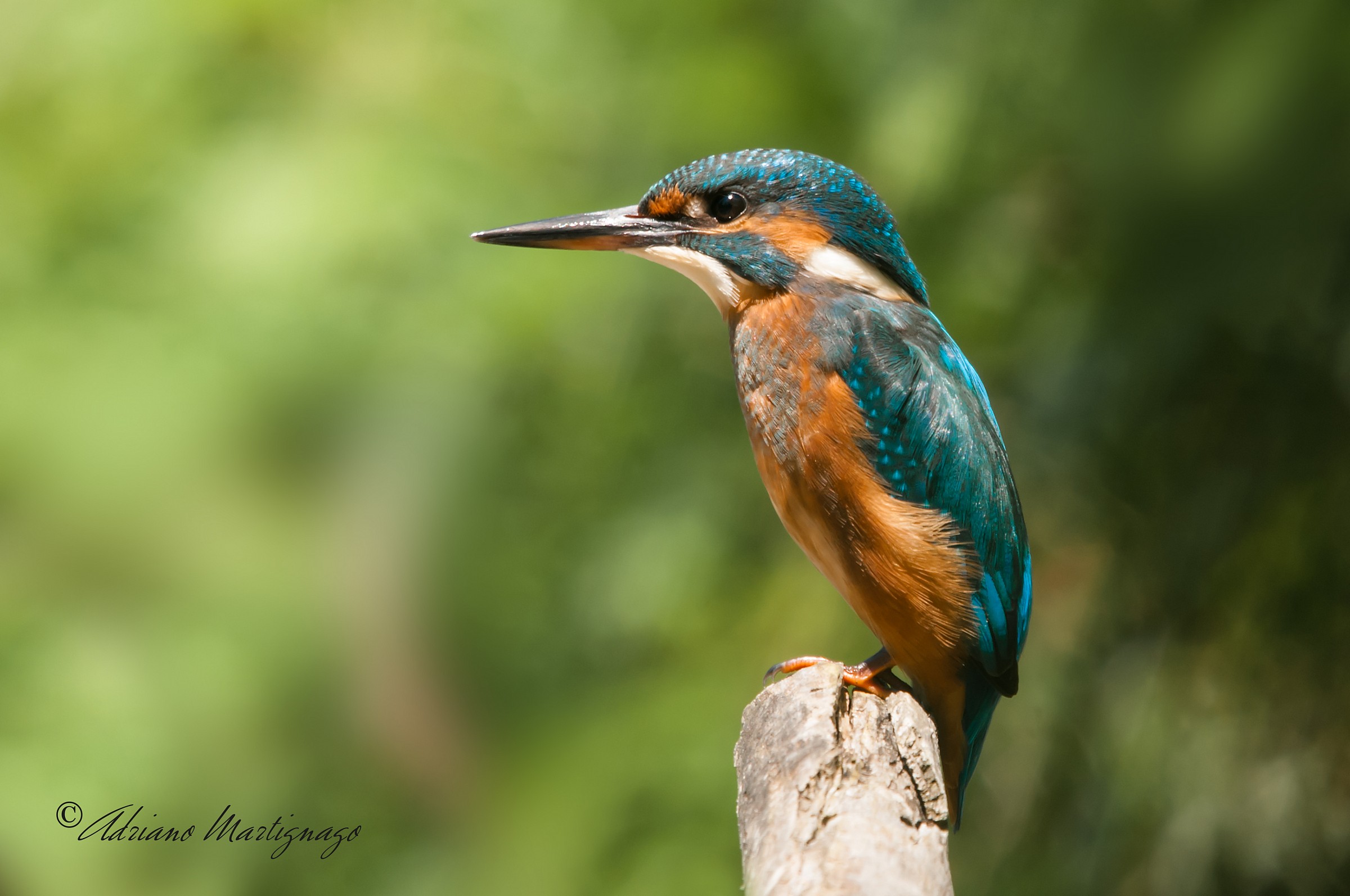 Kingfisher