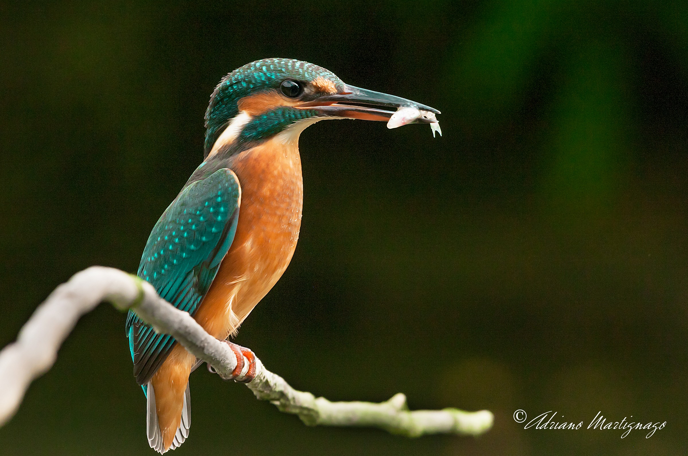 Kingfisher