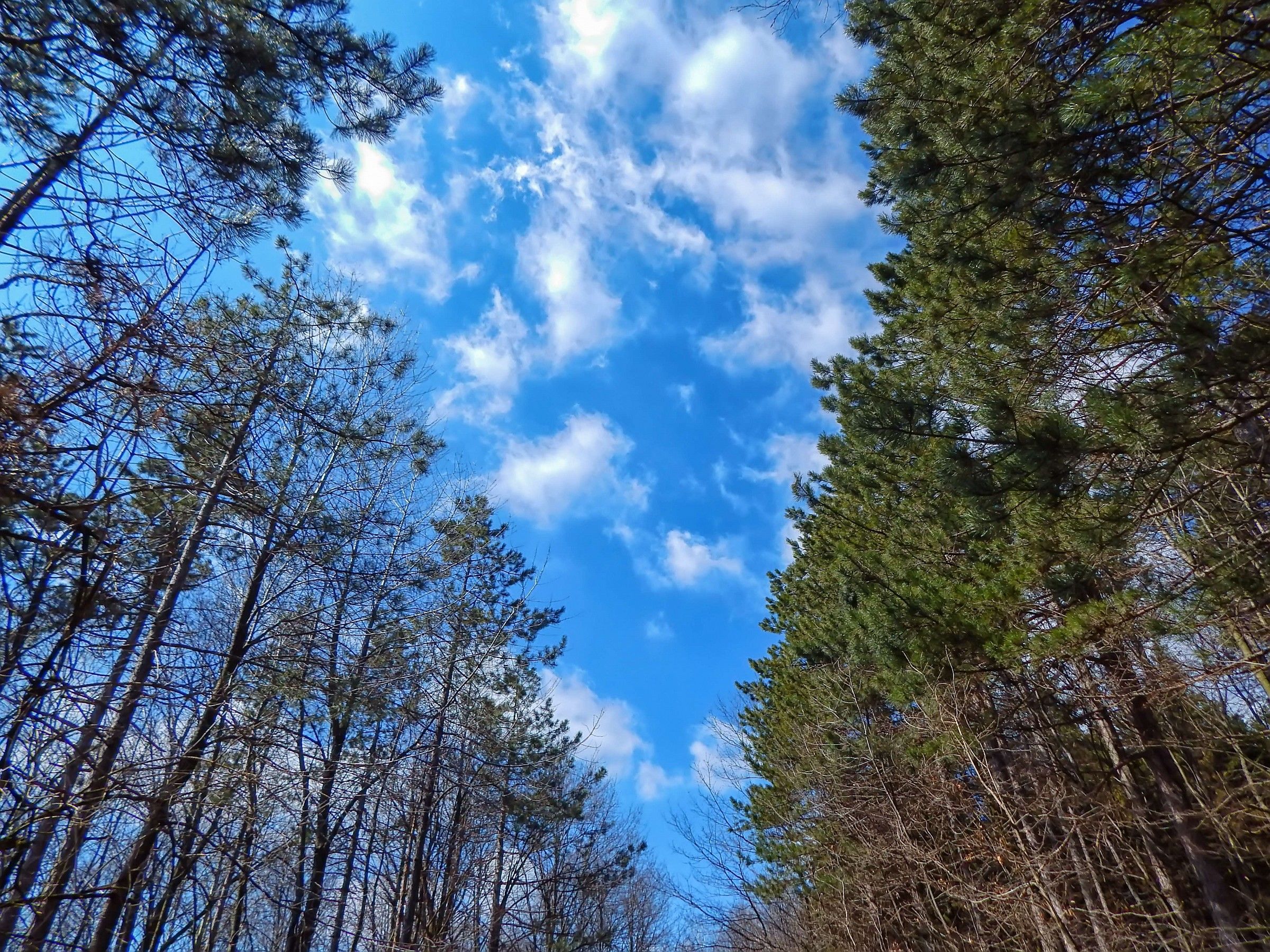 Foresta e cielo