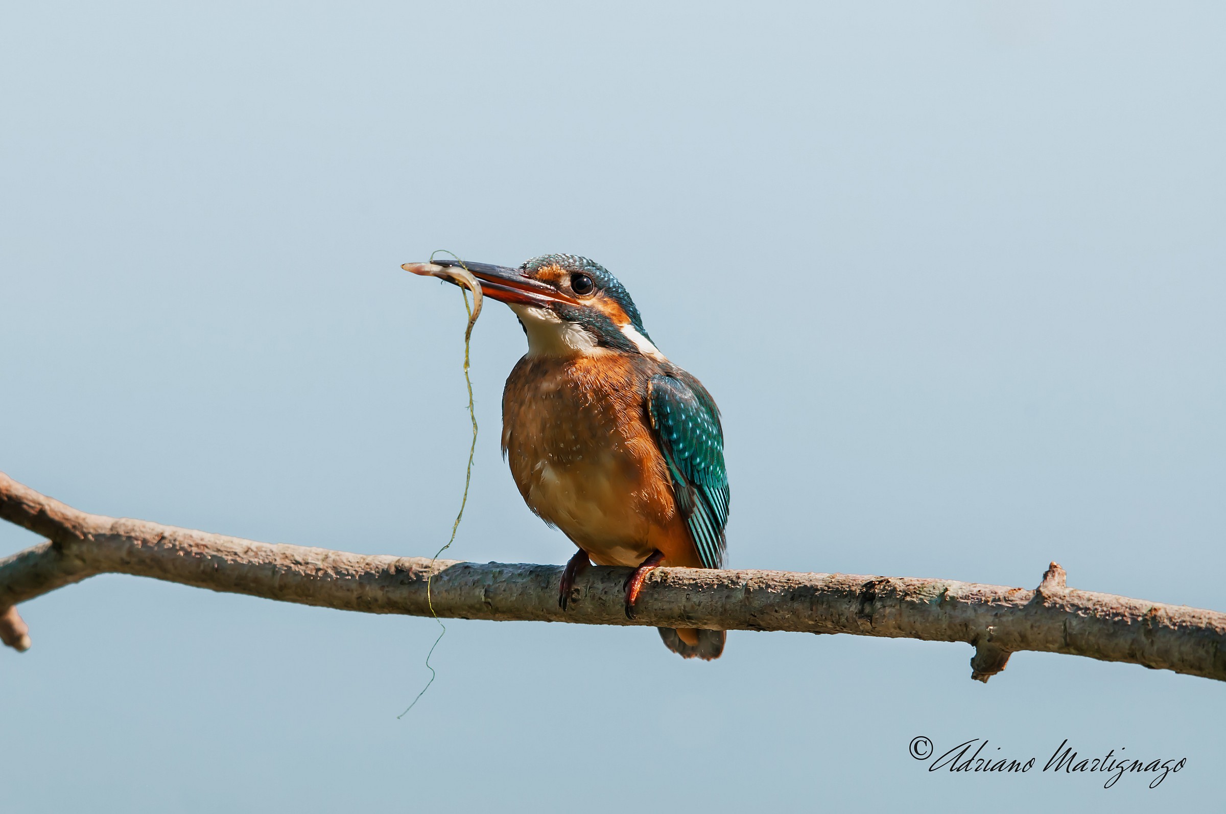 Kingfisher