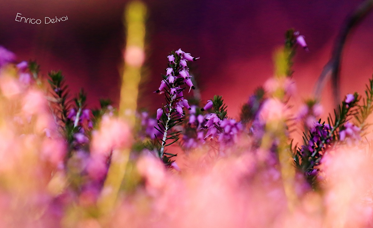 Dipinto dalle eriche..