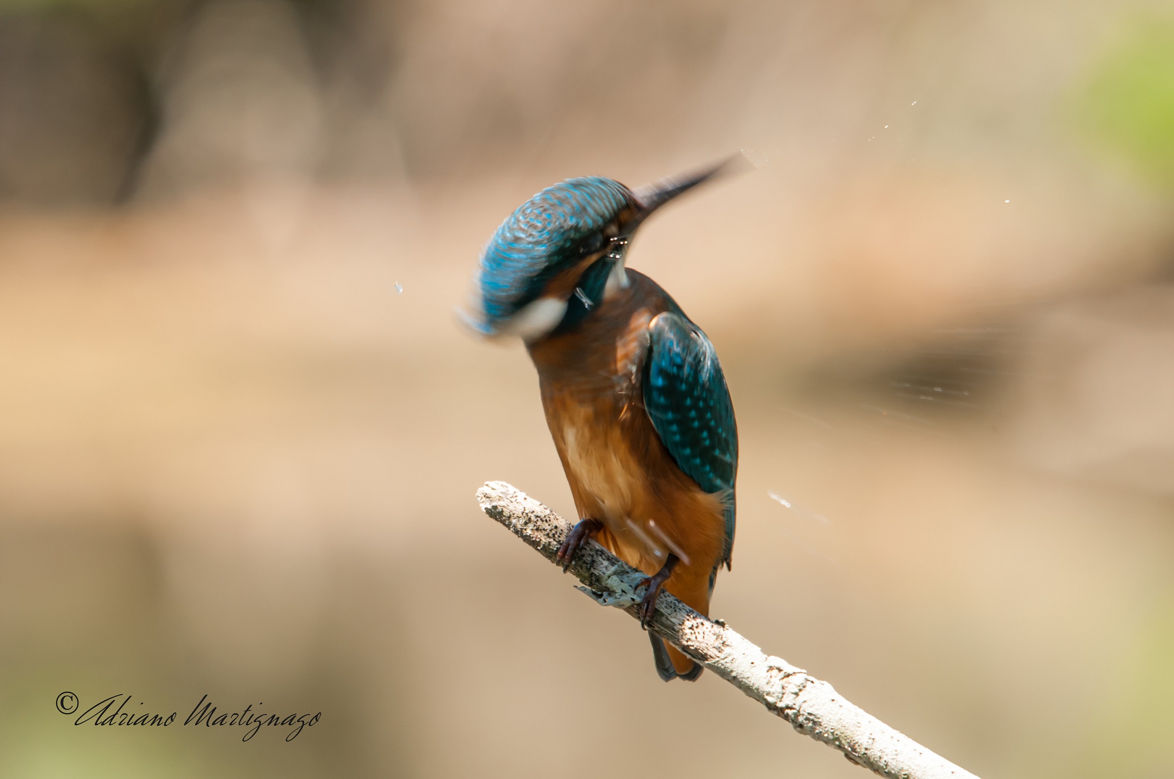 Kingfisher