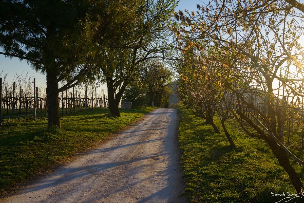 Towards sunset - Monte Fasolo