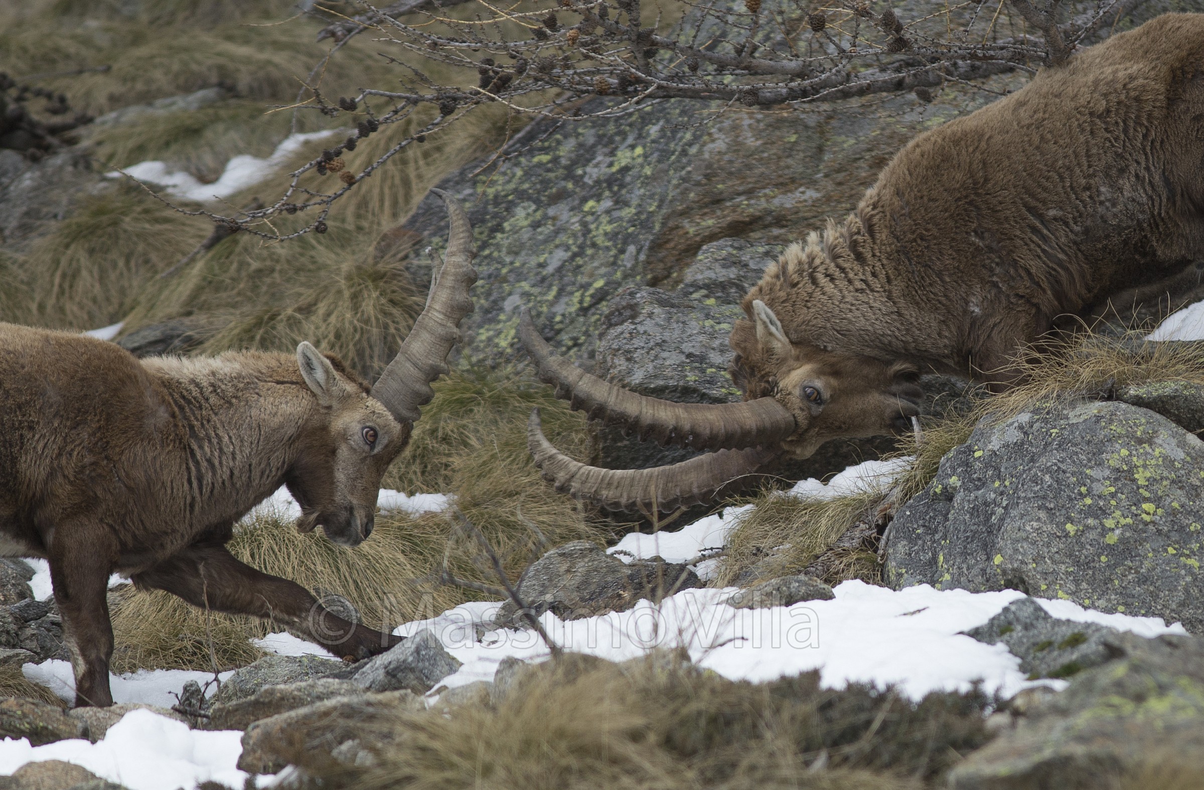 Stambecchi in lotta